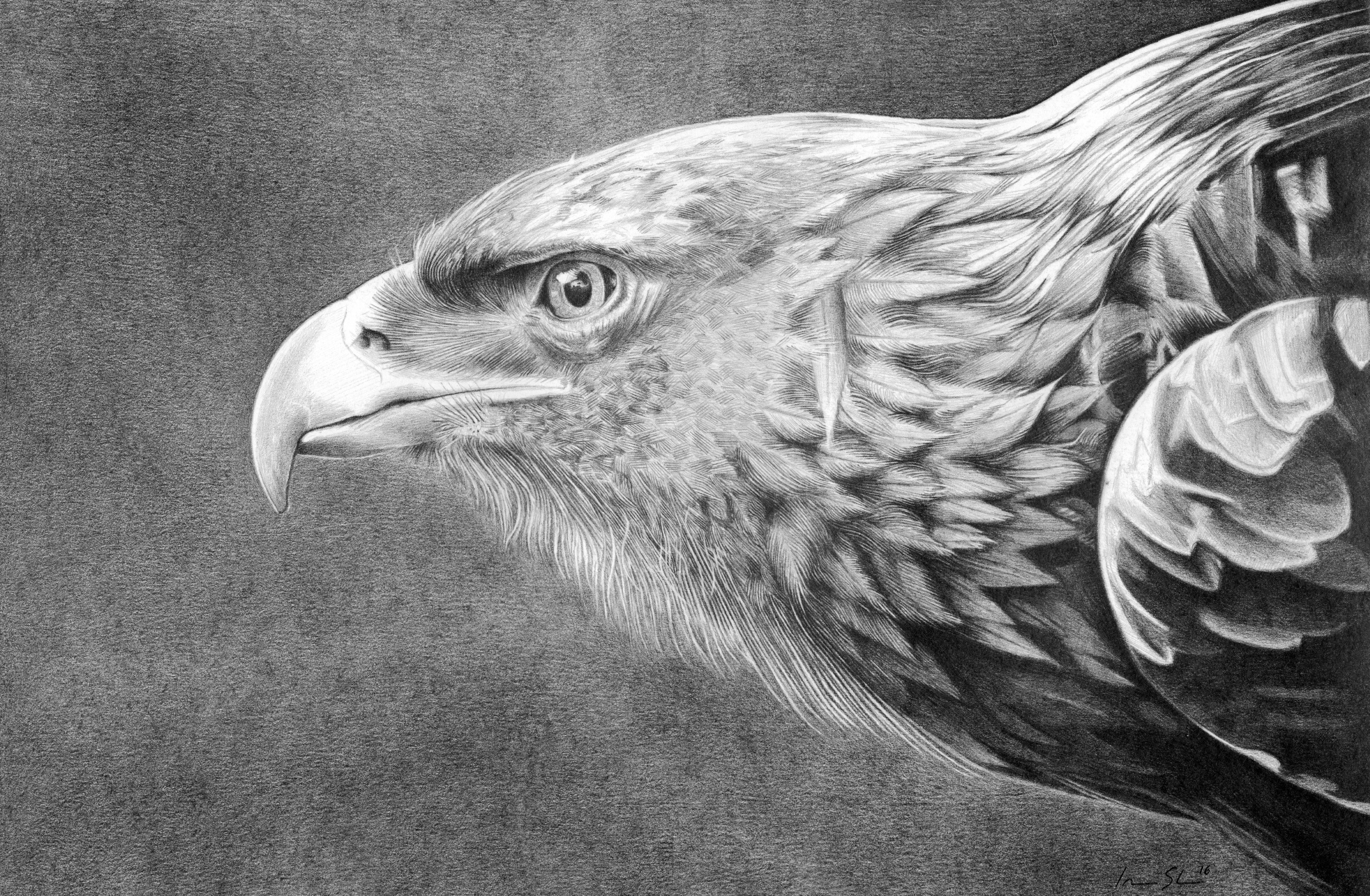 Download mobile wallpaper Birds, Drawing, Animal, Golden Eagle for free.