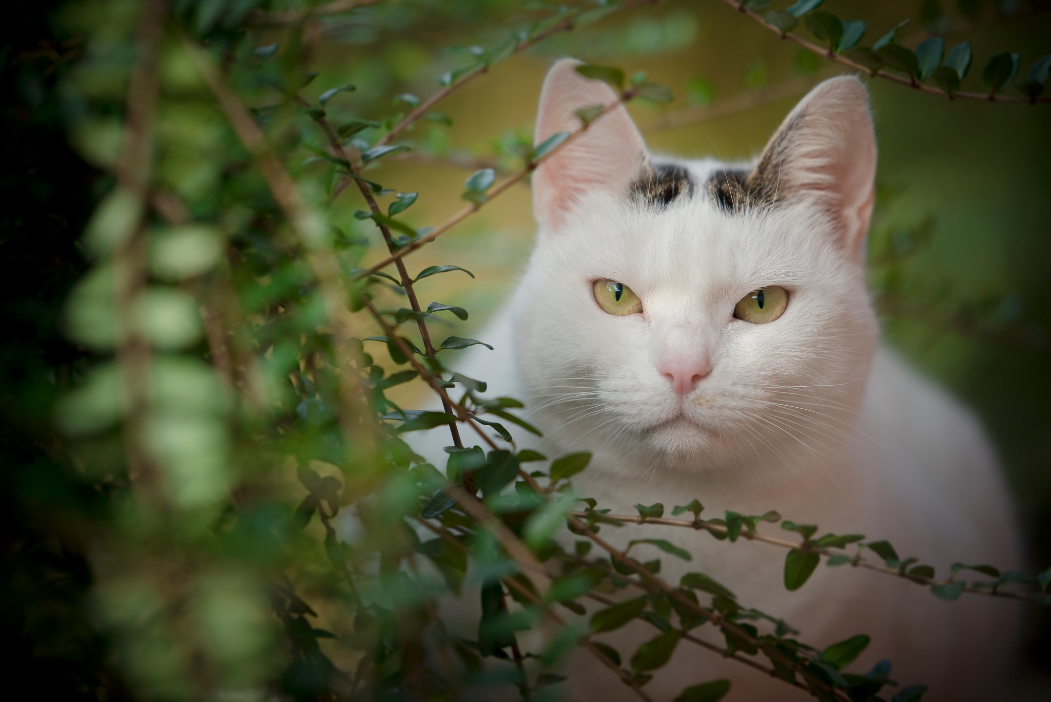 Descarga gratis la imagen Animales, Gatos, Gato, Mirar Fijamente en el escritorio de tu PC