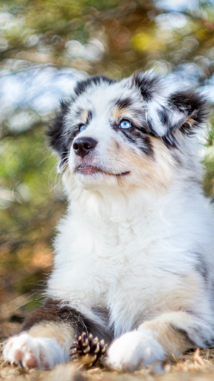 無料モバイル壁紙動物, 犬, 子犬, オーストラリアン シェパードをダウンロードします。