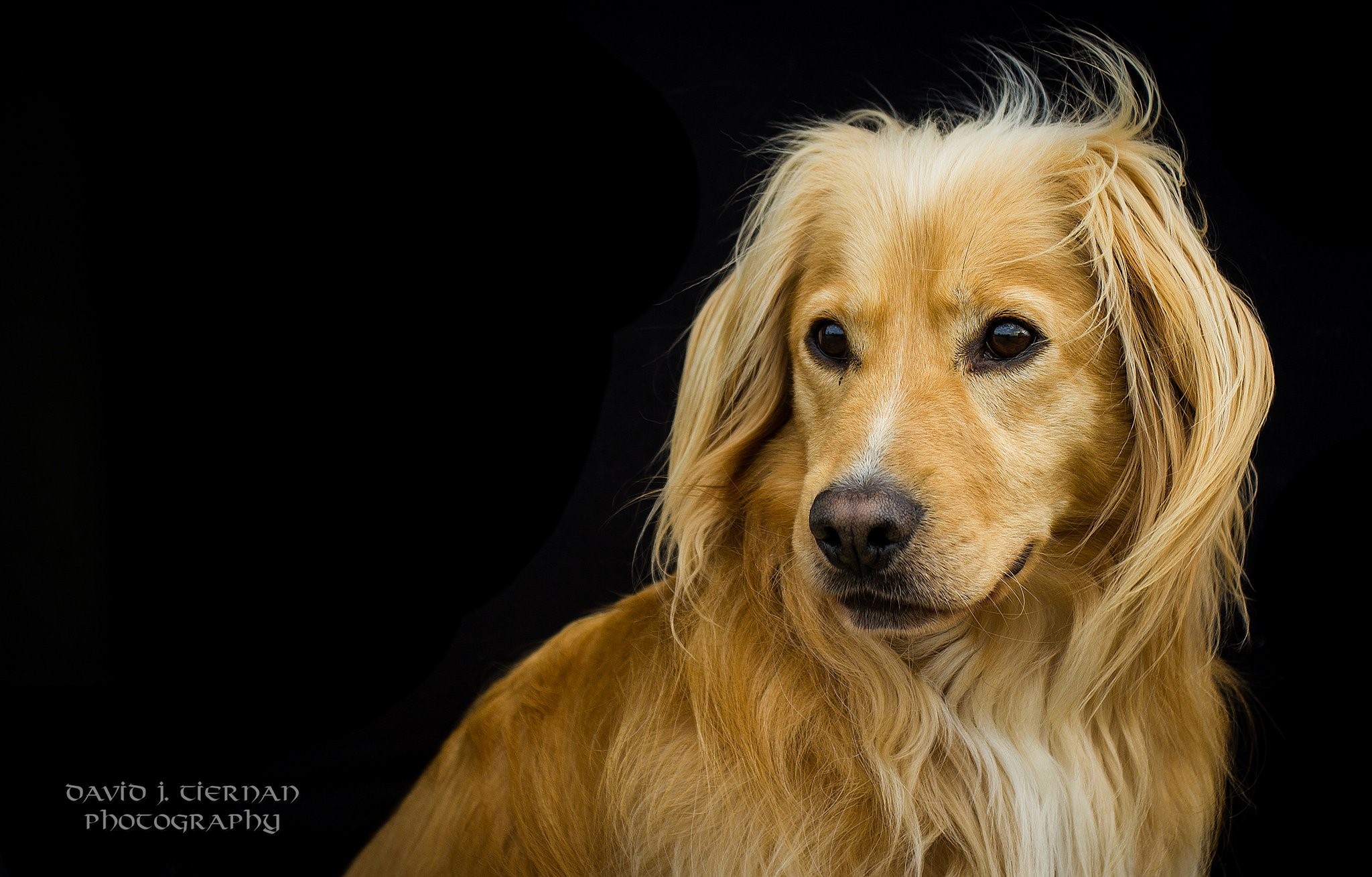 Baixar papel de parede para celular de Animais, Cães, Cão, Focinho, Golden Retriever gratuito.