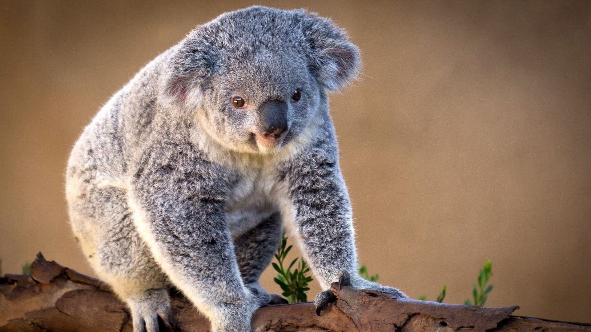 91131 descargar fondo de pantalla animales, sentarse, rama, coala, koala, encantador: protectores de pantalla e imágenes gratis