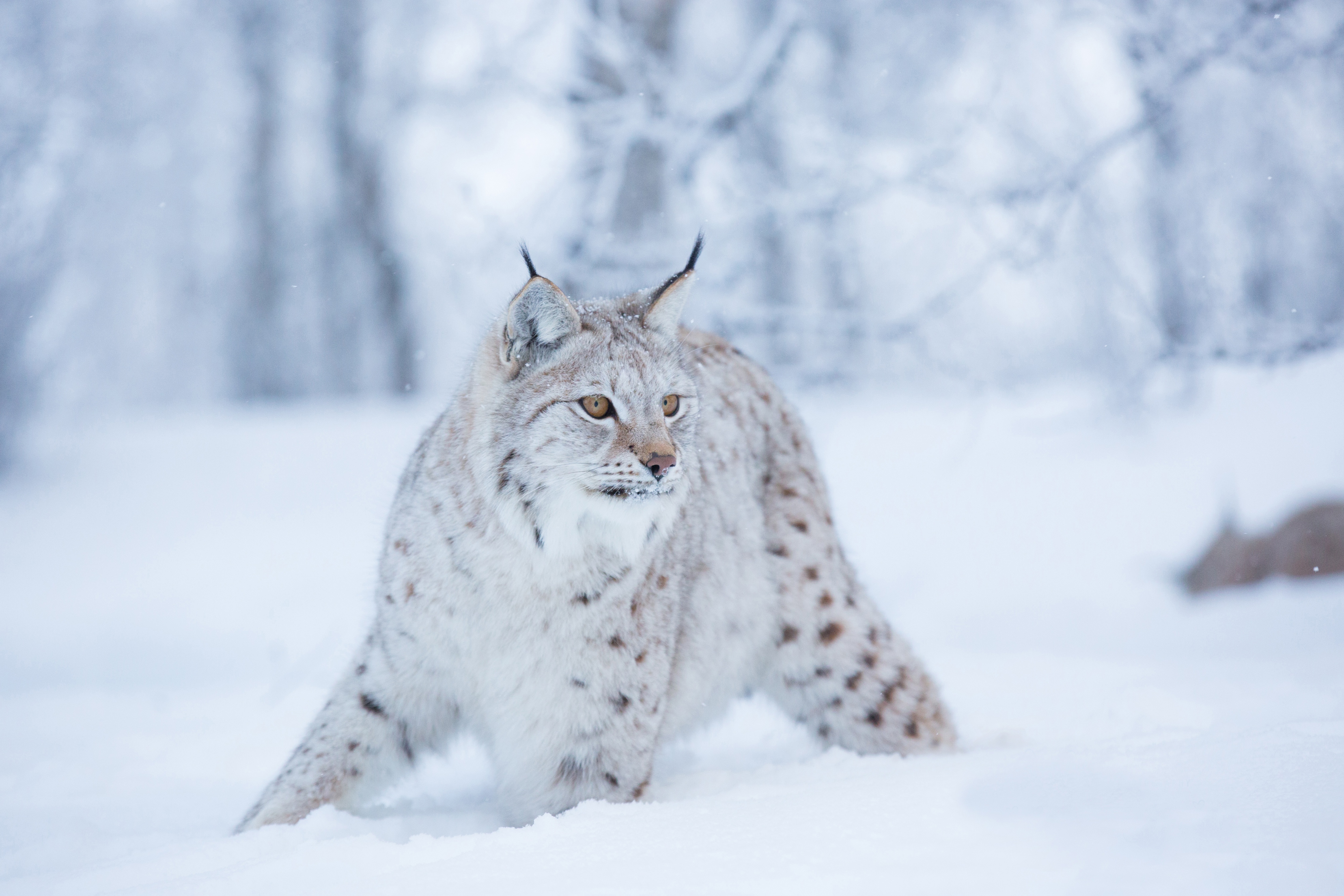 Download mobile wallpaper Winter, Cats, Snow, Animal, Lynx for free.
