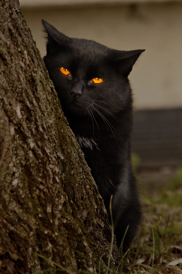 Handy-Wallpaper Tiere, Katzen, Holz, Katze, Gelbe Augen kostenlos herunterladen.