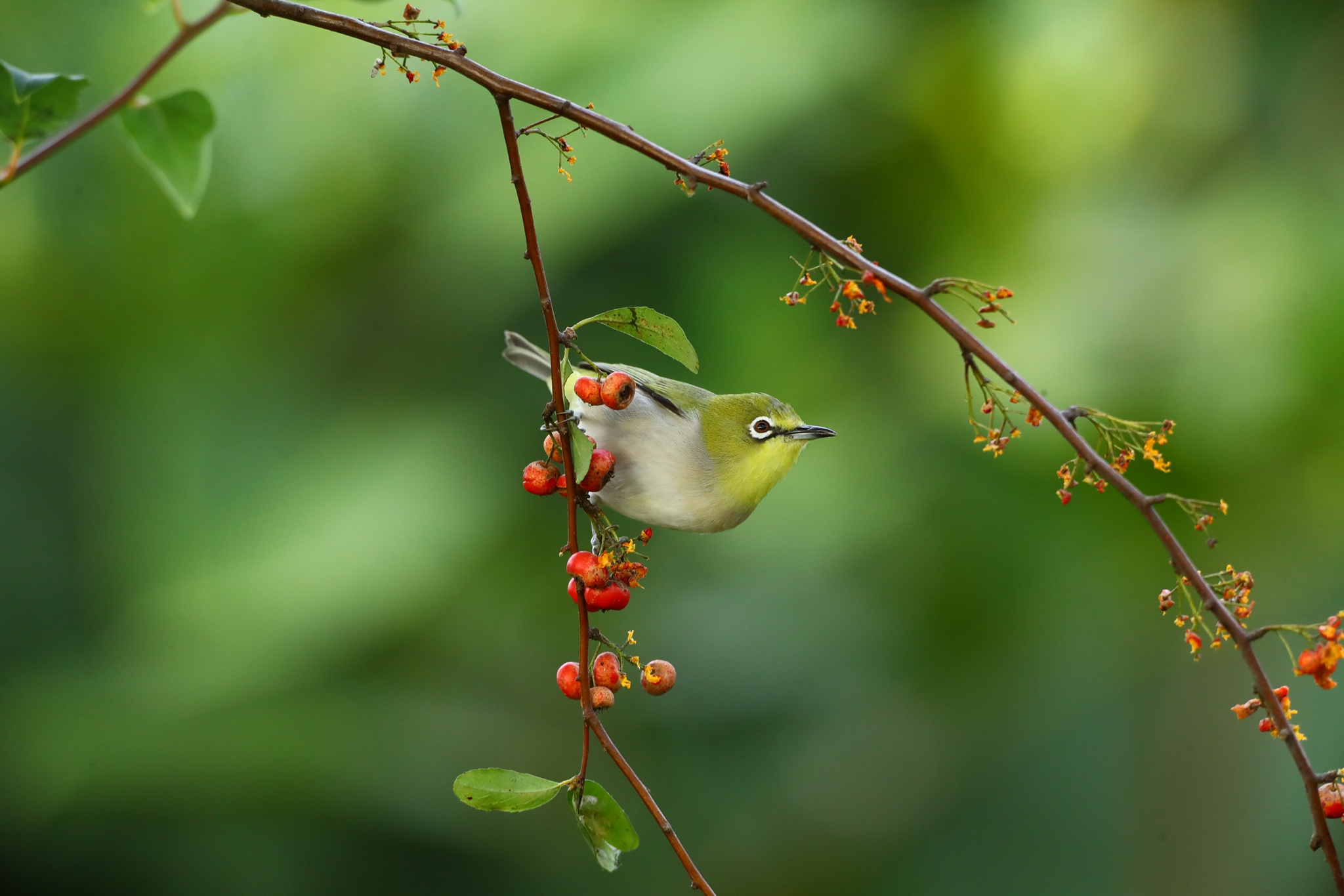 Download mobile wallpaper Birds, Bird, Branch, Berry, Animal, Japanese White Eye for free.