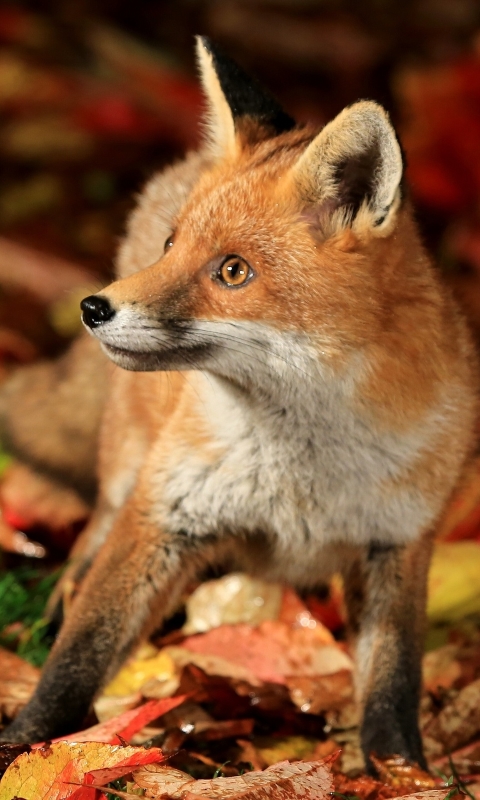 Download mobile wallpaper Fox, Leaf, Fall, Animal, Cub for free.