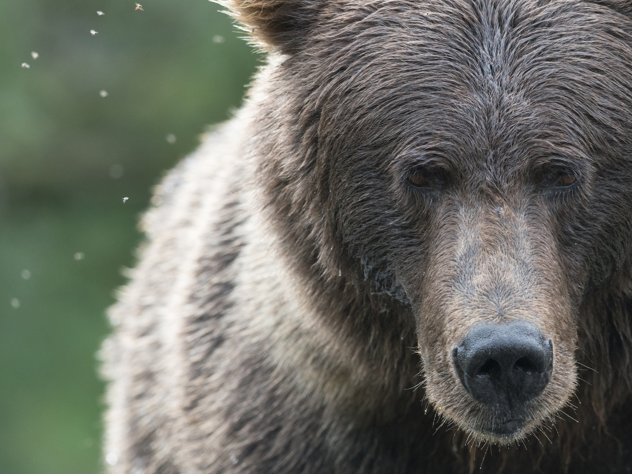 Download mobile wallpaper Bears, Close Up, Bear, Animal, Stare for free.