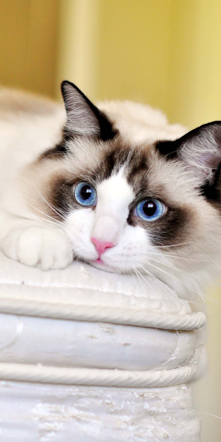 Descarga gratuita de fondo de pantalla para móvil de Animales, Gatos, Gato, Ojos Azules.