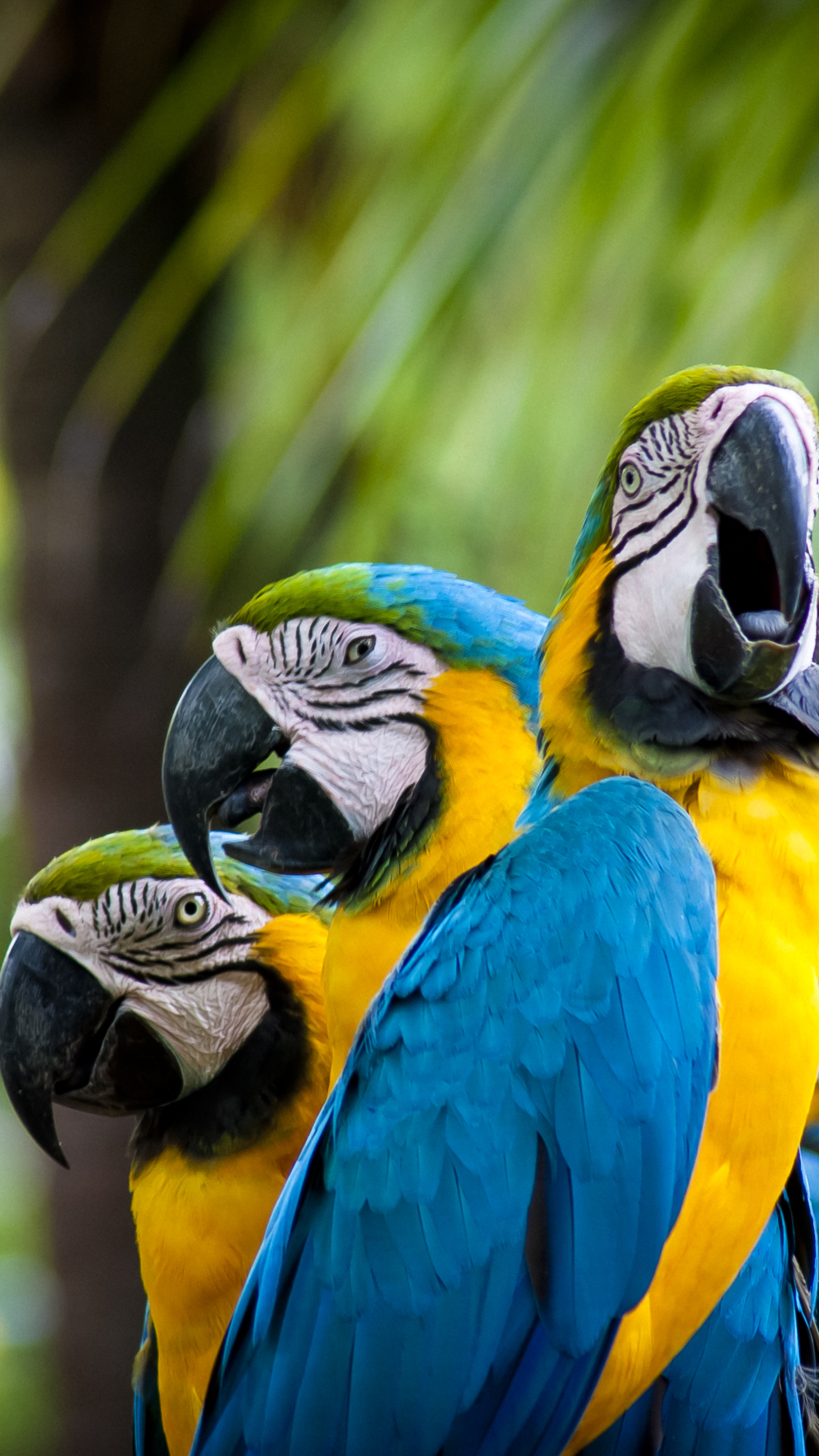 Download mobile wallpaper Birds, Animal, Blue And Yellow Macaw for free.