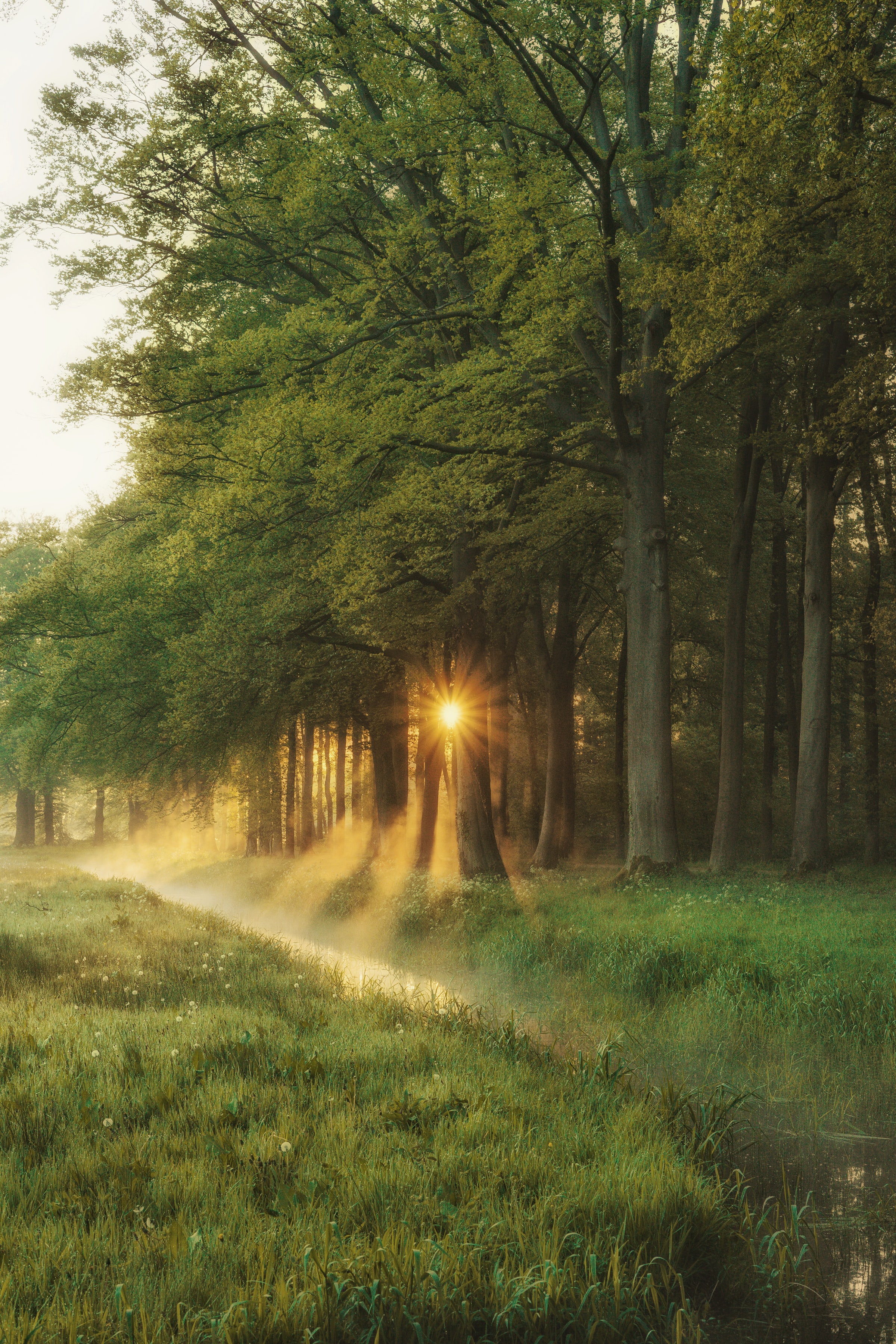 Download mobile wallpaper Beams, Rays, Trees, Grass, Forest, Sun, Nature for free.