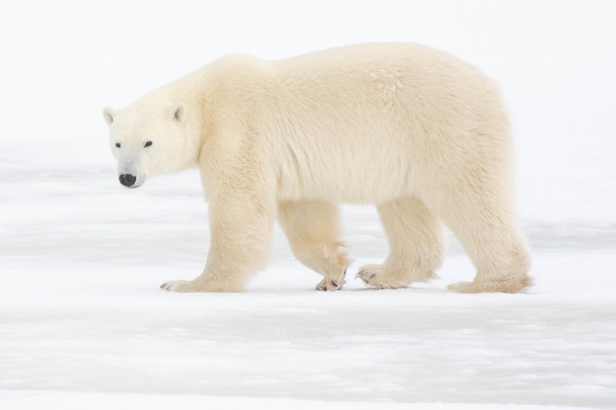 Free download wallpaper Winter, Snow, Bears, Animal, Polar Bear on your PC desktop