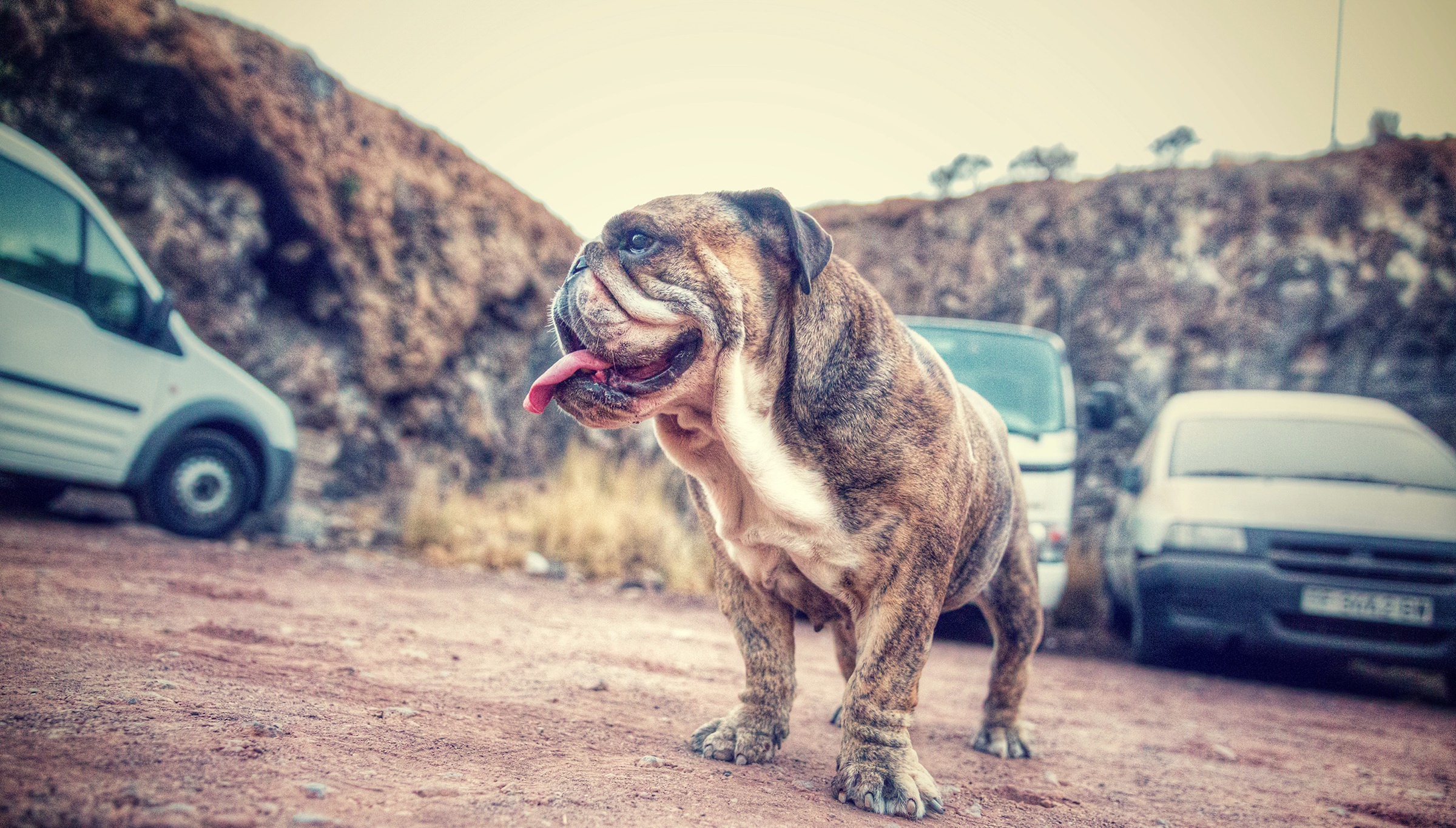 Download mobile wallpaper Dogs, Dog, Animal, English Bulldog for free.