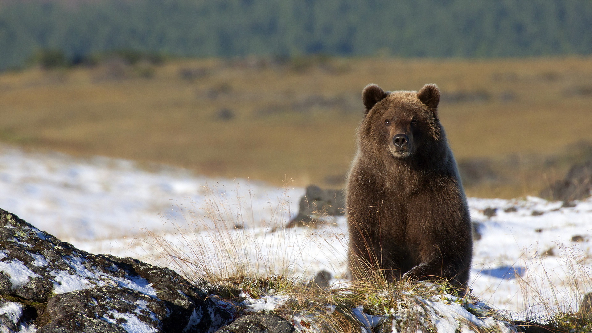 301734 descargar fondo de pantalla oso, animales, osos: protectores de pantalla e imágenes gratis