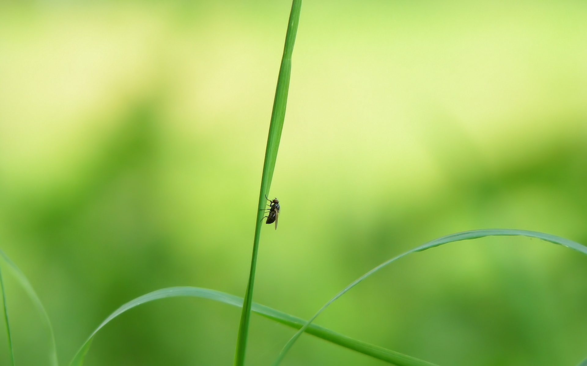 grass, insects, flies, green