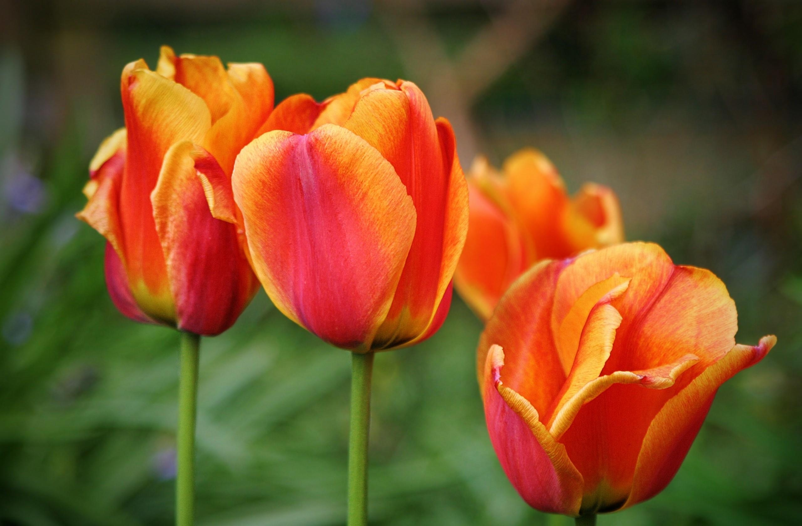 96443 descargar fondo de pantalla flores, tulipanes, multicolor, borrosidad, suave, cogollos, brotes: protectores de pantalla e imágenes gratis