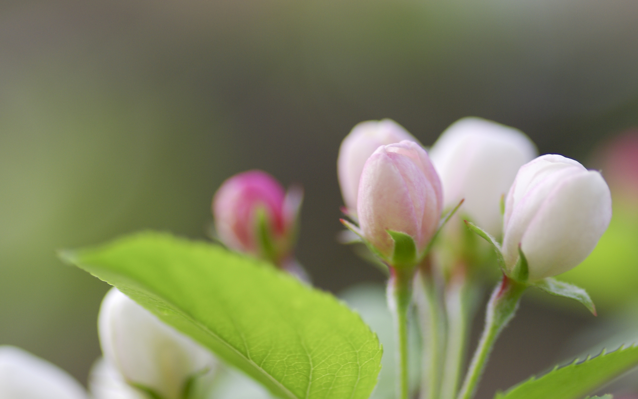 Free download wallpaper Flowers, Earth, Blossom on your PC desktop