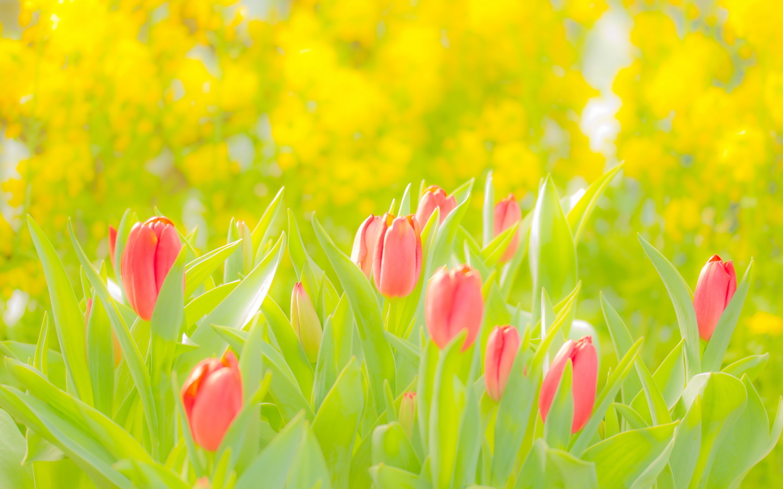Baixe gratuitamente a imagem Natureza, Flores, Flor, Tulipa, Terra/natureza na área de trabalho do seu PC