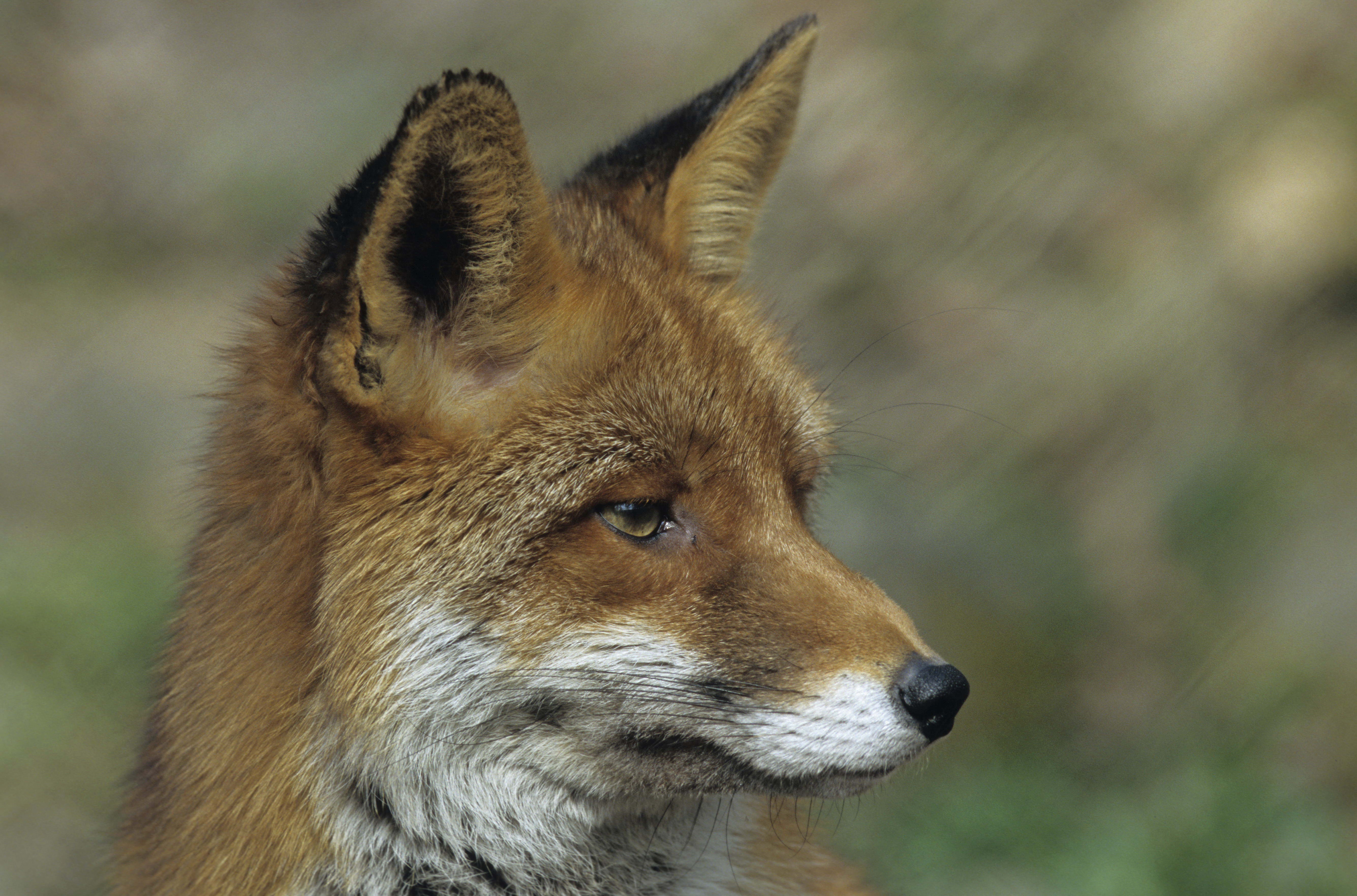 Free download wallpaper Animals, Muzzle, Close Up, Fox on your PC desktop