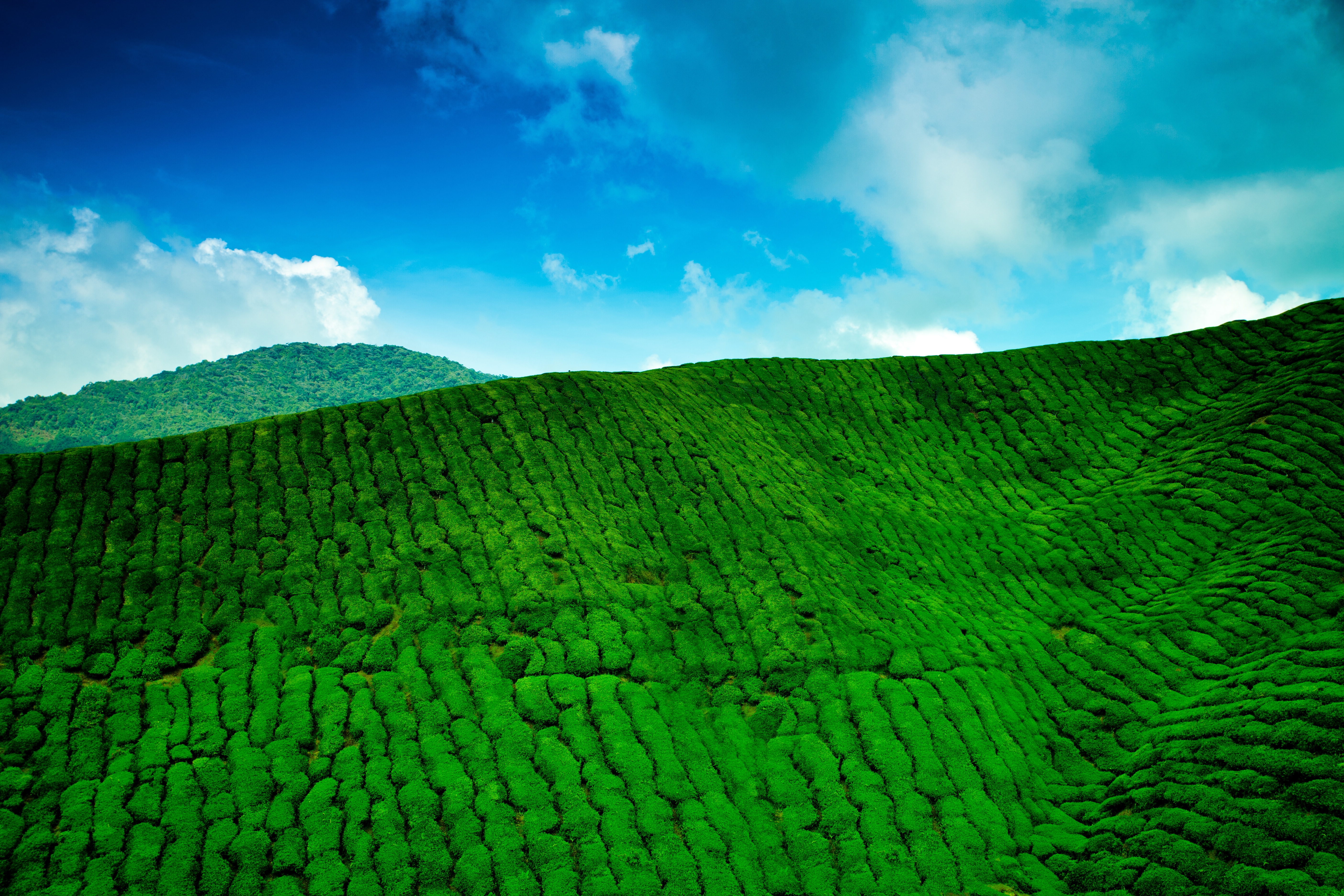 73814 скачать обои природа, чай, горы, зелень, высота, плантация - заставки и картинки бесплатно