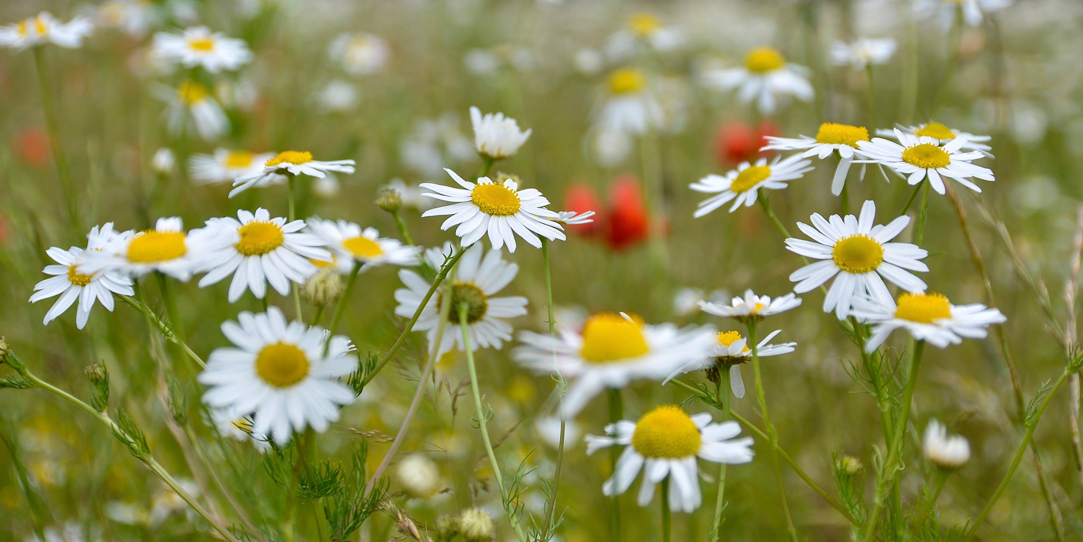 Free download wallpaper Earth, Chamomile on your PC desktop