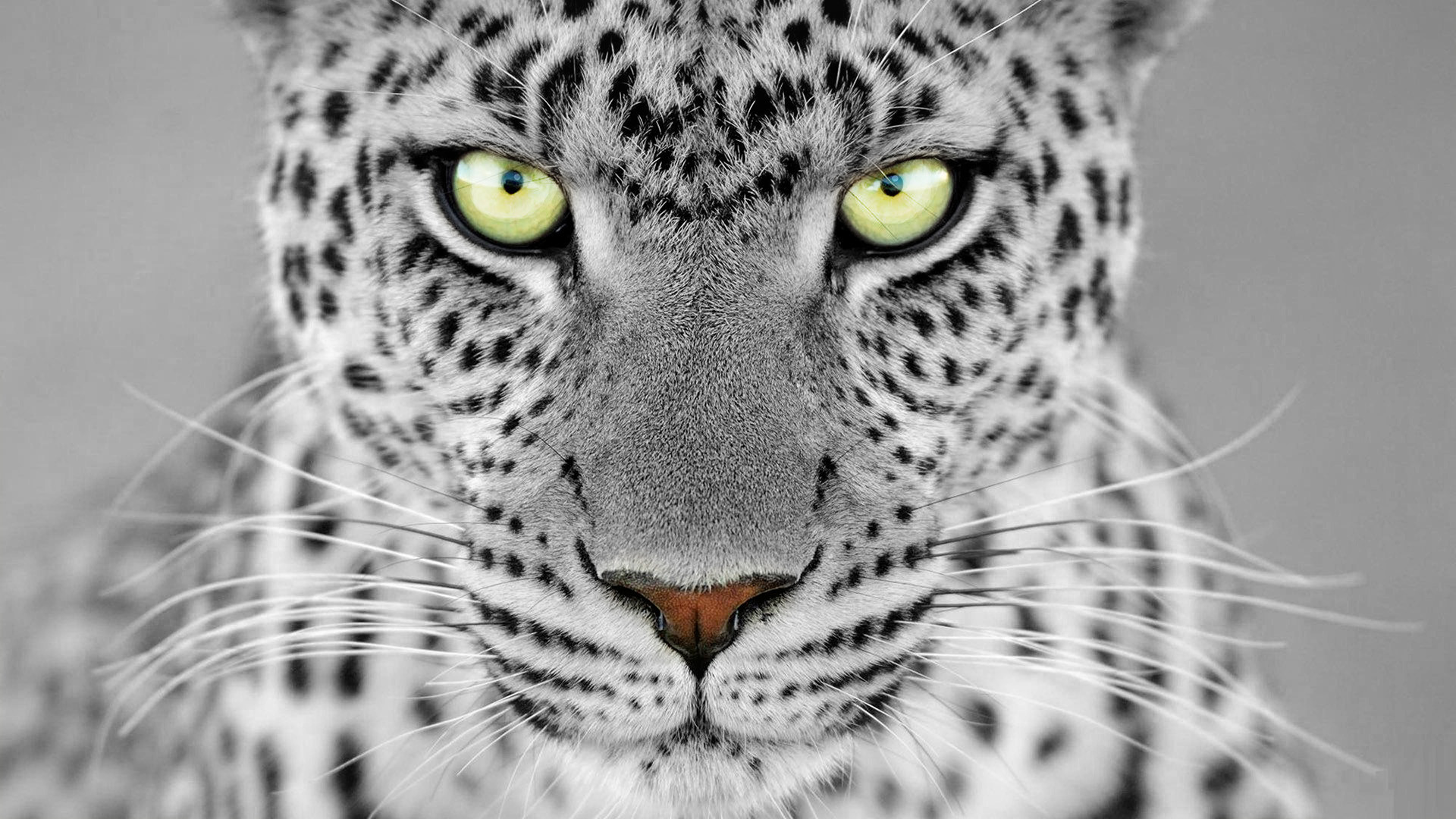 Download mobile wallpaper Leopard, Cats, Animal for free.