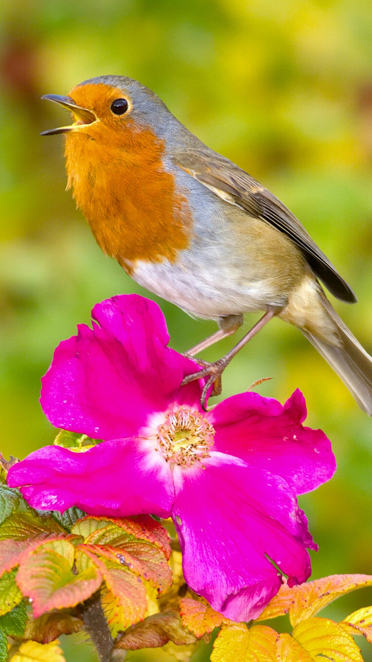 Download mobile wallpaper Birds, Flower, Bird, Animal, Robin, Purple Flower for free.