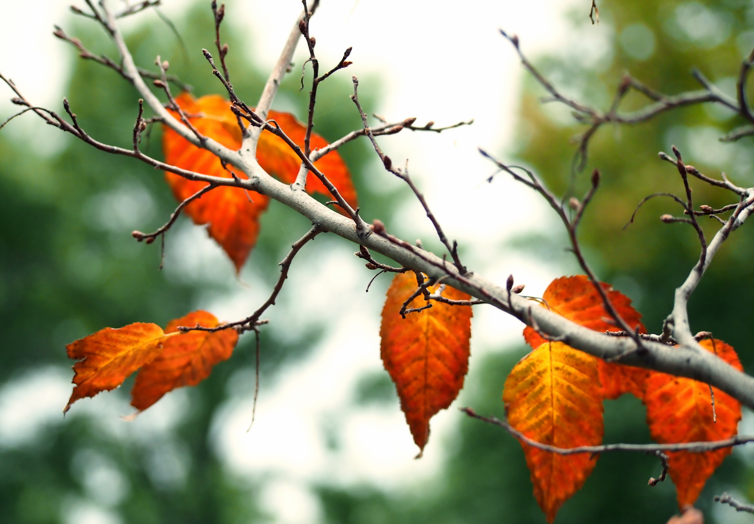 Descarga gratuita de fondo de pantalla para móvil de Naturaleza, Otoño, Hoja, Rama, Tierra/naturaleza, Difuminado.