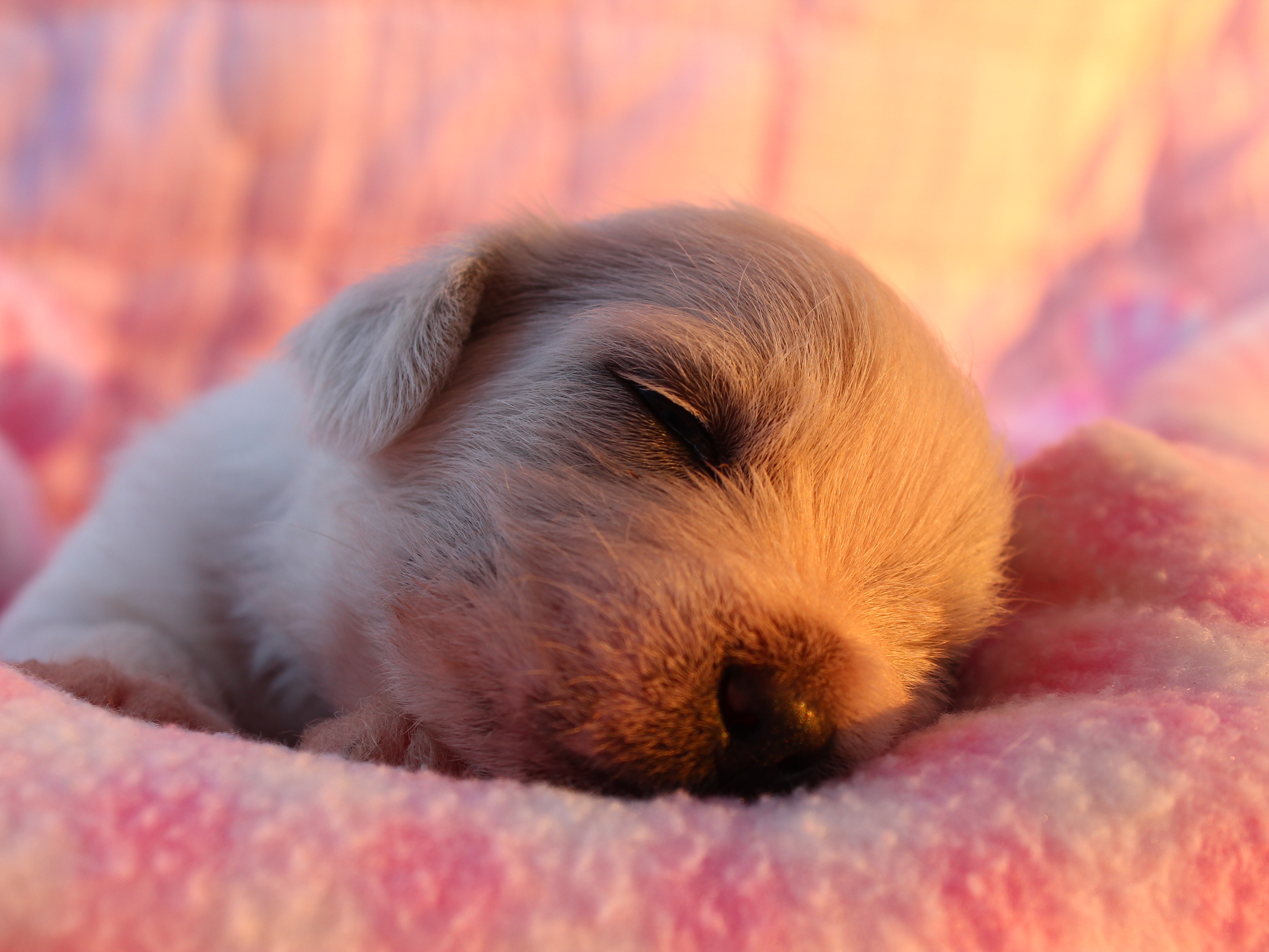 Téléchargez des papiers peints mobile Animaux, Chiens, Chiot gratuitement.