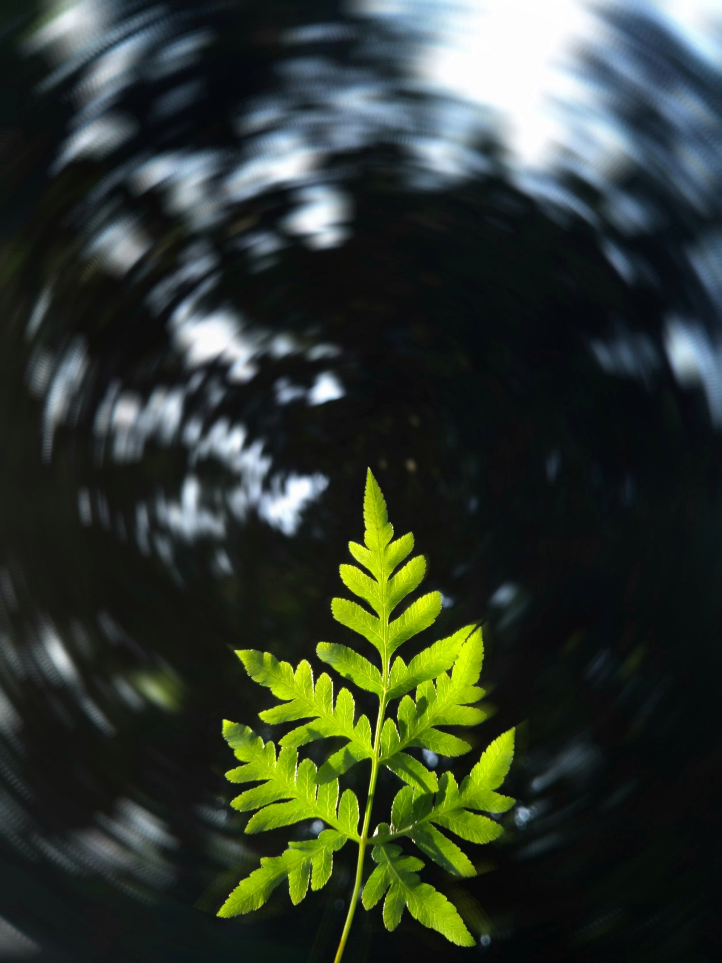 desktop Images nature, plant, blur, smooth, sheet, leaf, focus