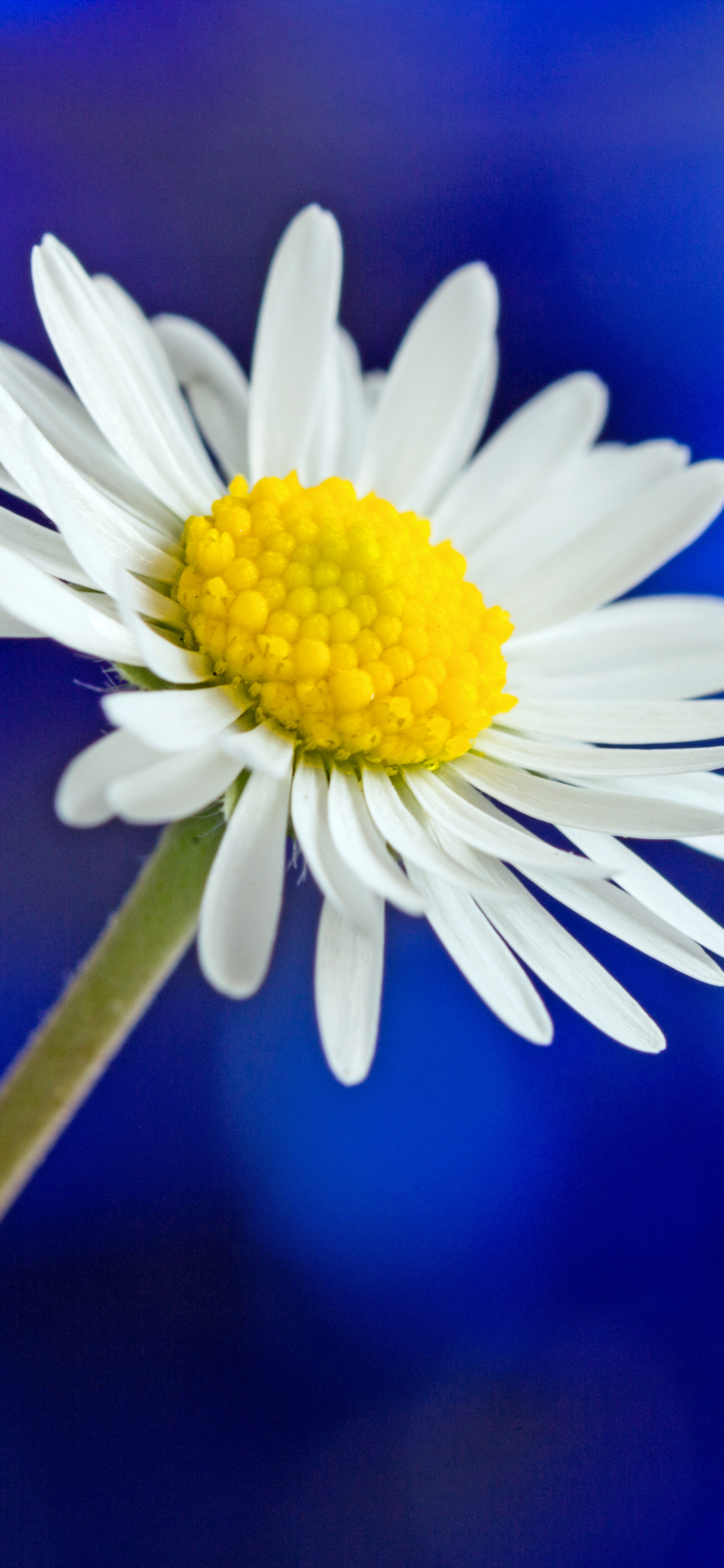 Handy-Wallpaper Blumen, Blume, Gänseblümchen, Weiße Blume, Erde/natur kostenlos herunterladen.