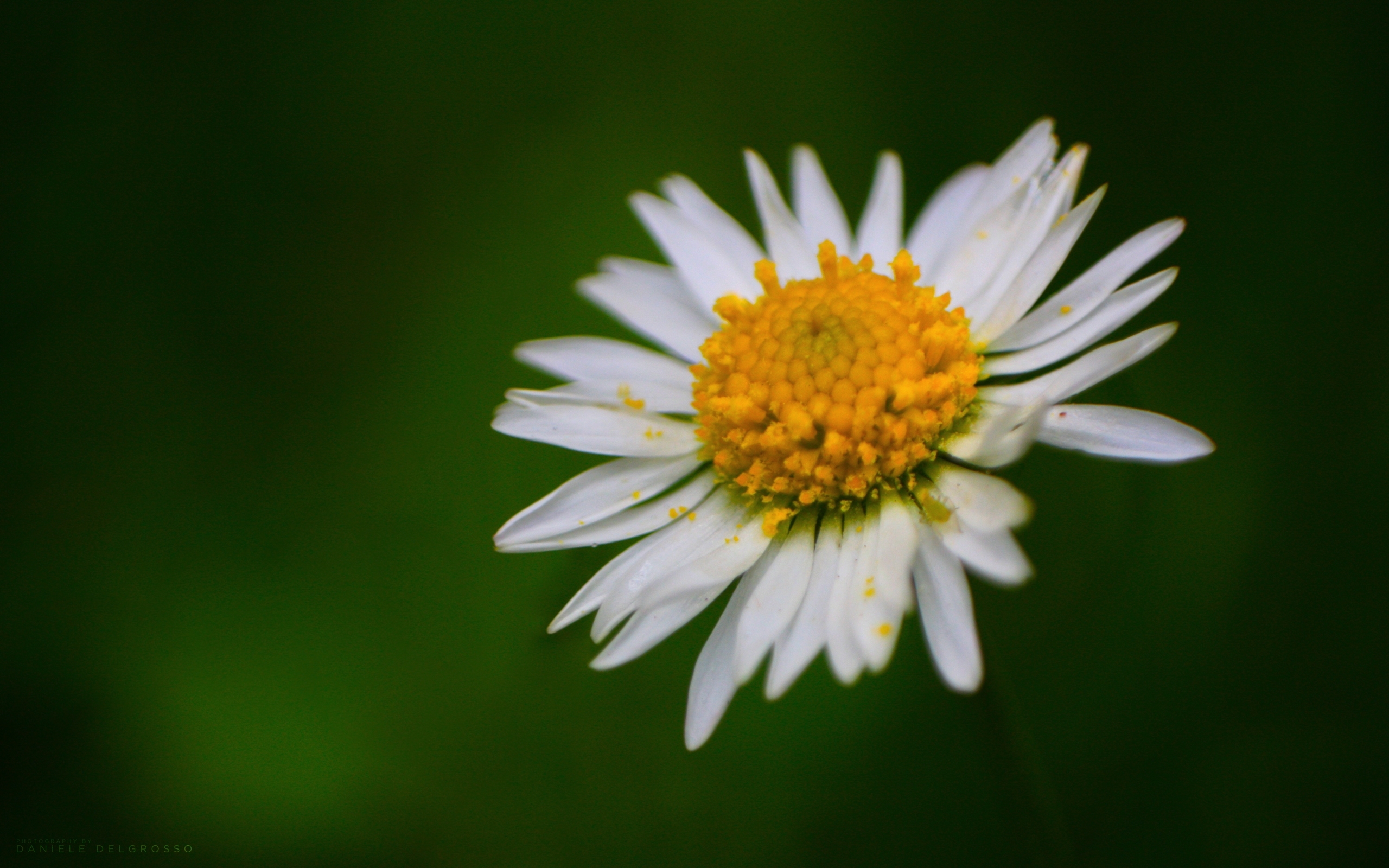 Free download wallpaper Flowers, Plants, Camomile on your PC desktop