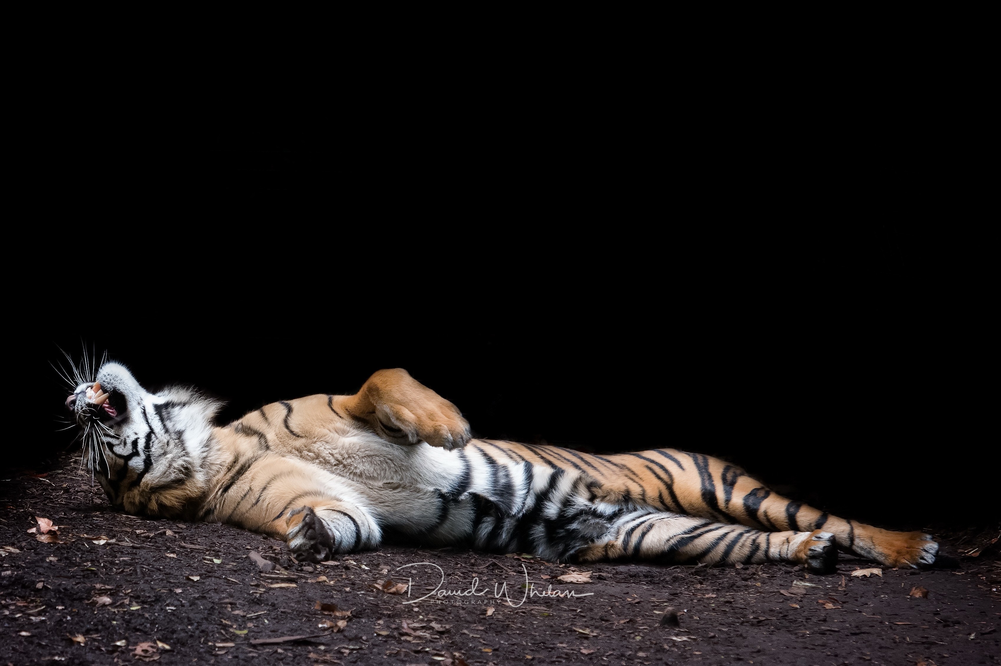 Baixar papel de parede para celular de Animais, Gatos, Tigre, Deitado gratuito.