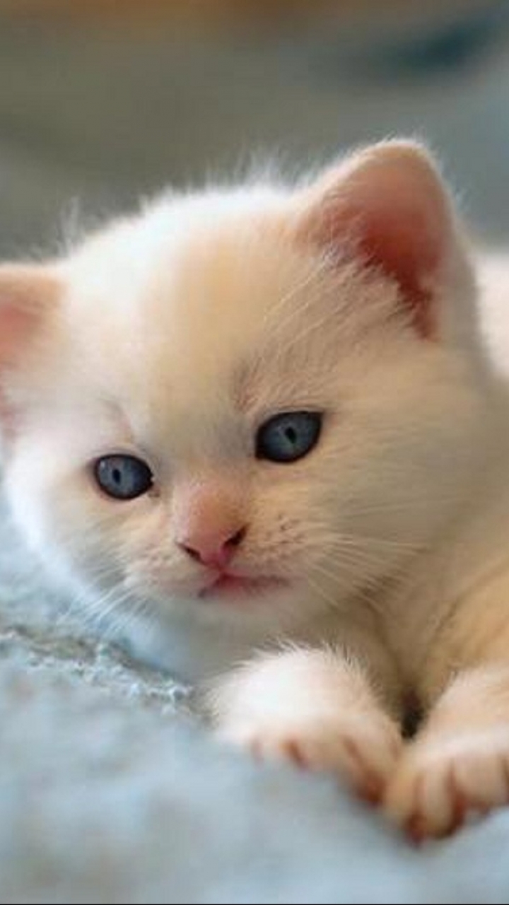 Download mobile wallpaper Cats, Cat, Kitten, Animal, Baby Animal for free.