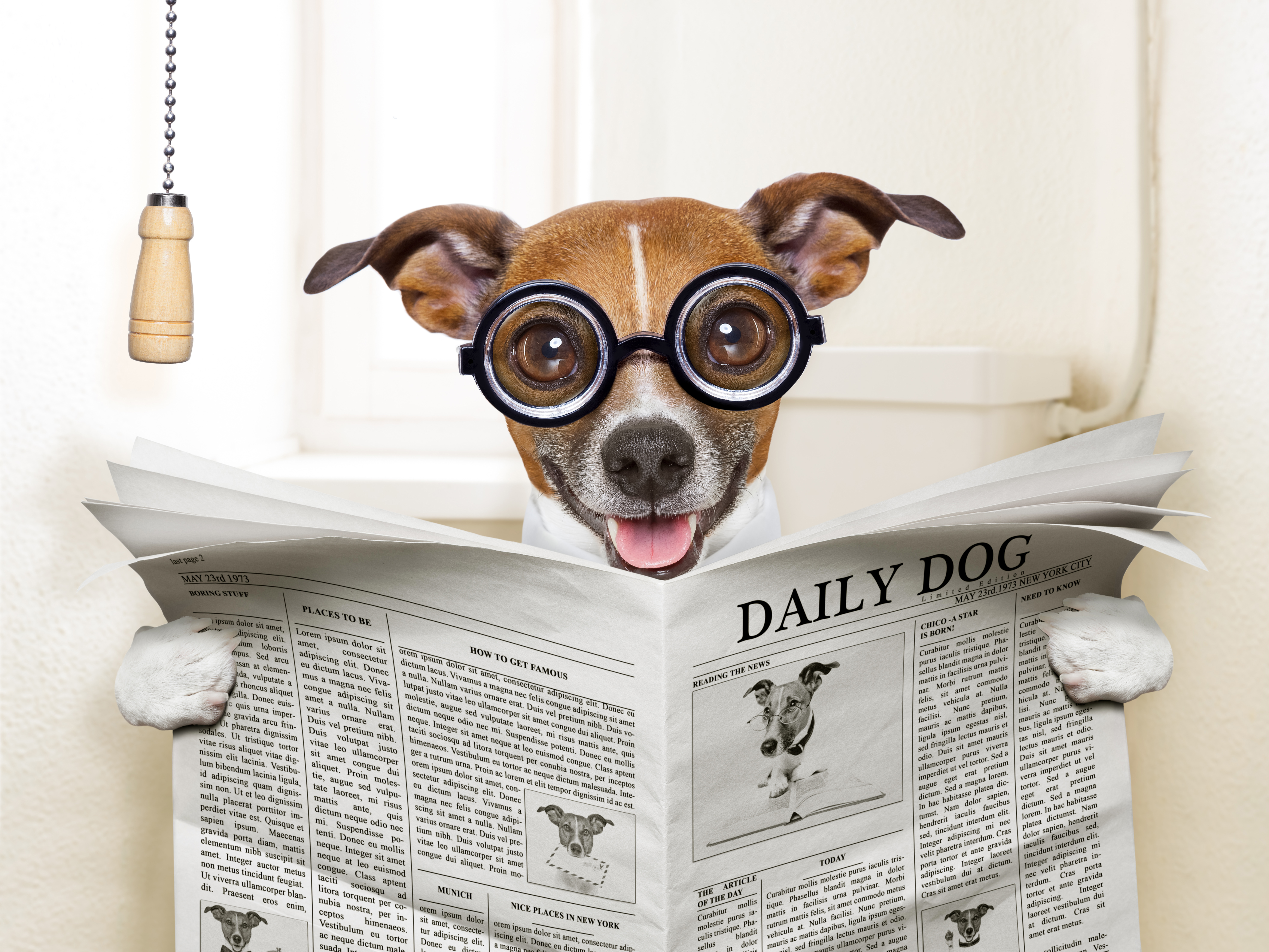775075壁紙のダウンロードユーモア, 犬, 新聞, トイレ-スクリーンセーバーと写真を無料で