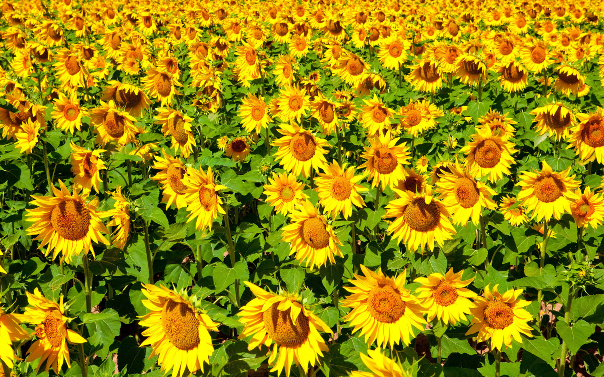 Handy-Wallpaper Sonnenblume, Blumen, Natur, Blume, Erde/natur kostenlos herunterladen.