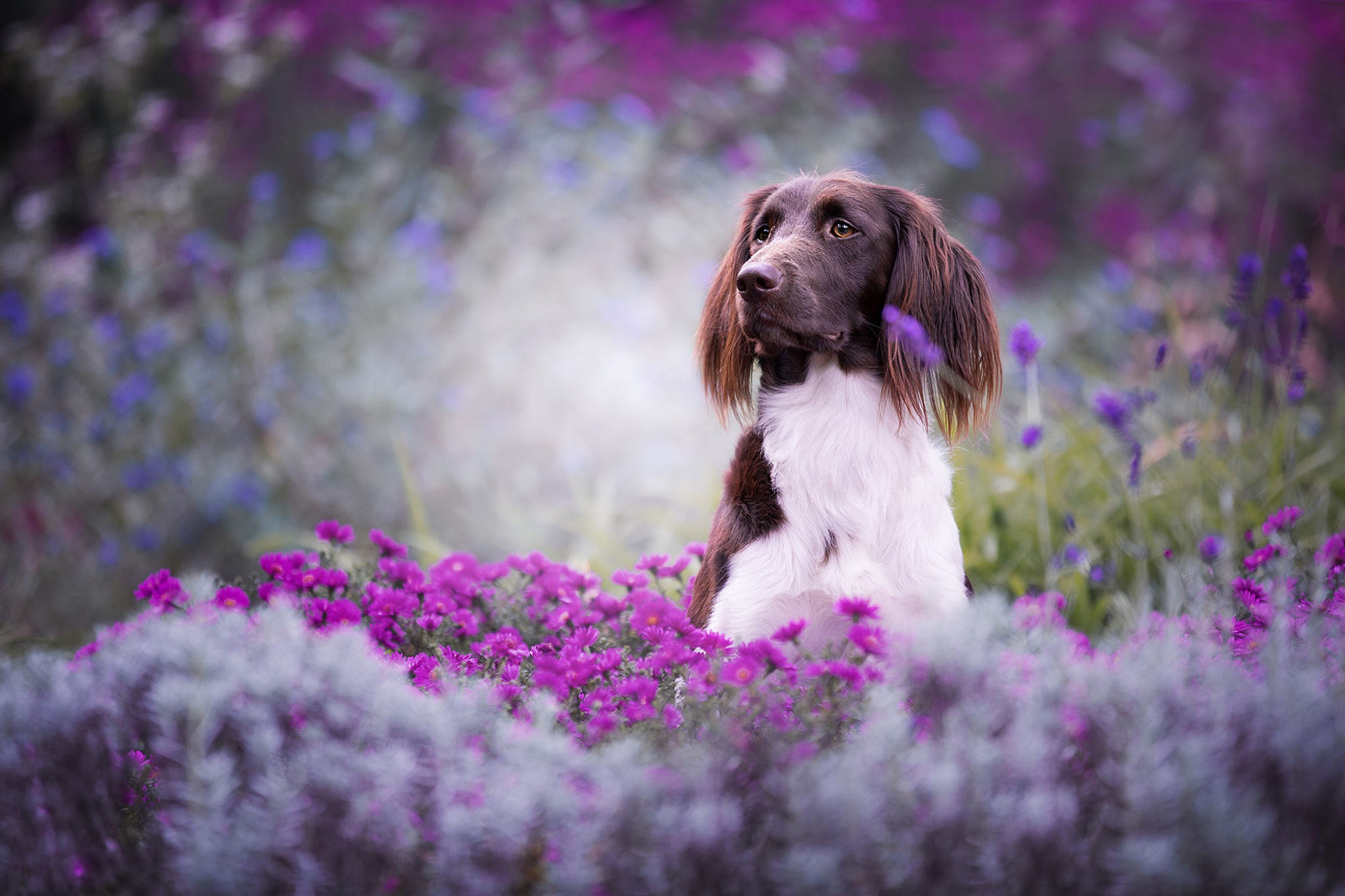 Free download wallpaper Dogs, Flower, Dog, Animal on your PC desktop