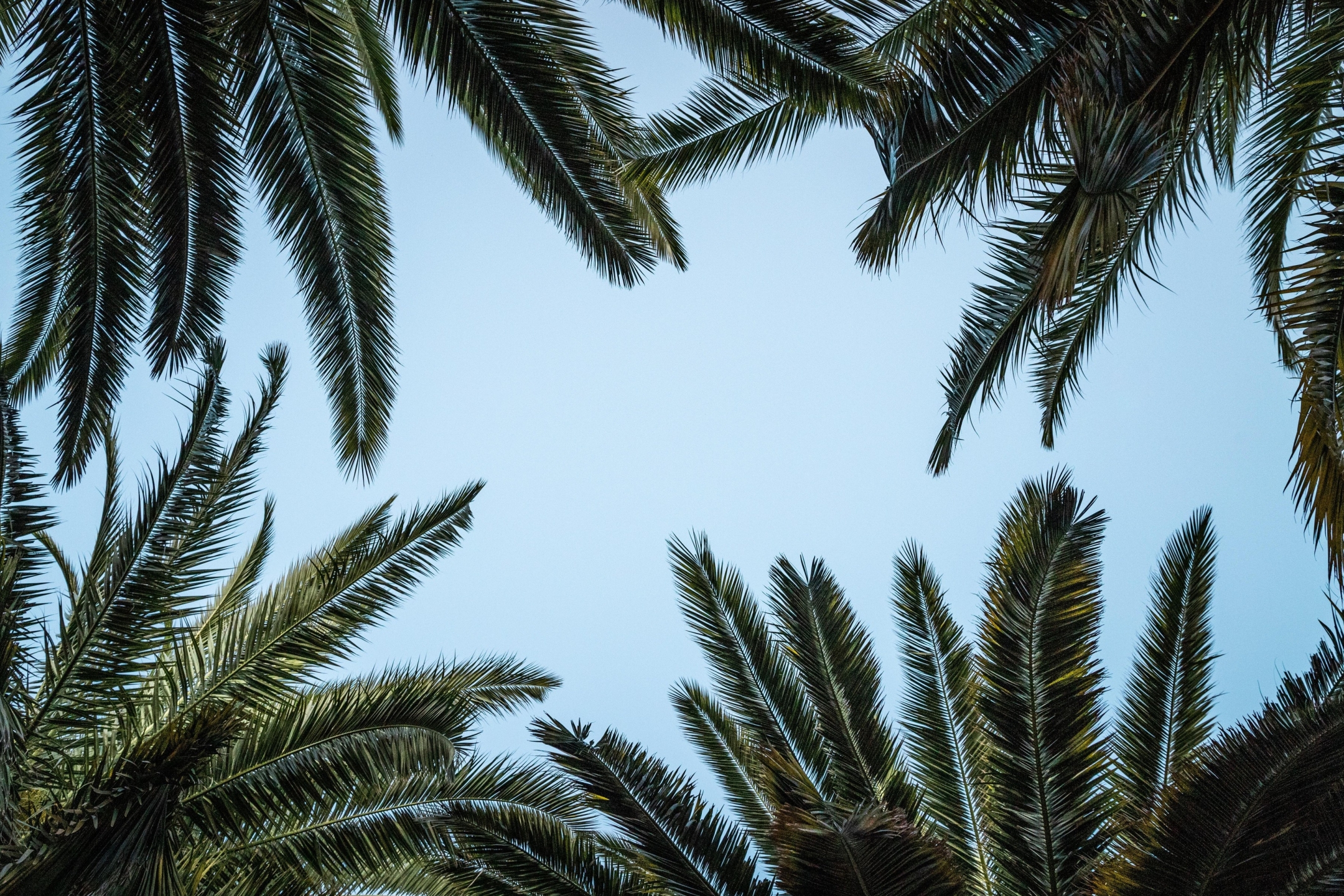 Download mobile wallpaper Nature, Sky, Leaf, Earth, Palm Tree for free.