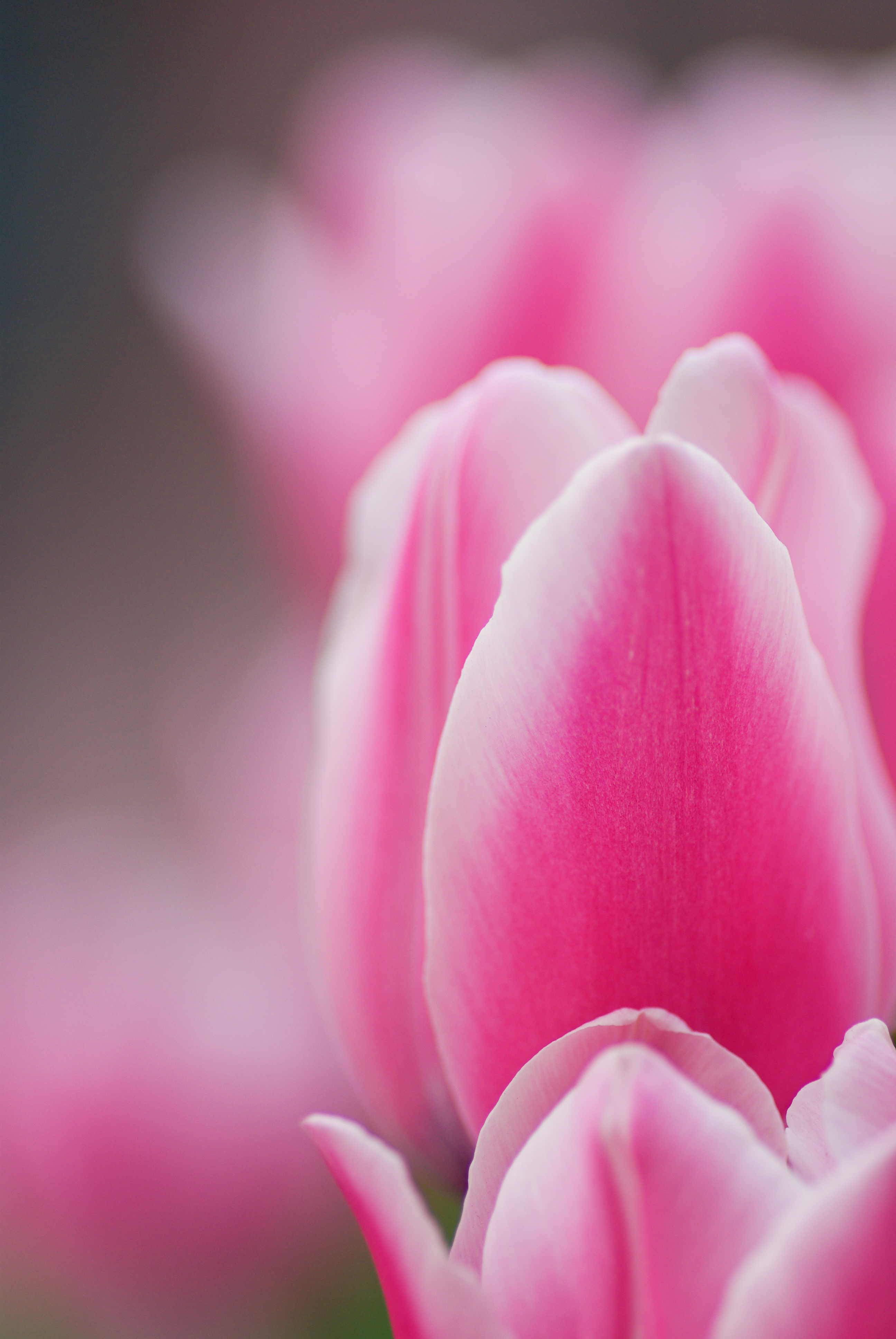 Download mobile wallpaper Petals, Tulip, Macro, Flower, Pink for free.