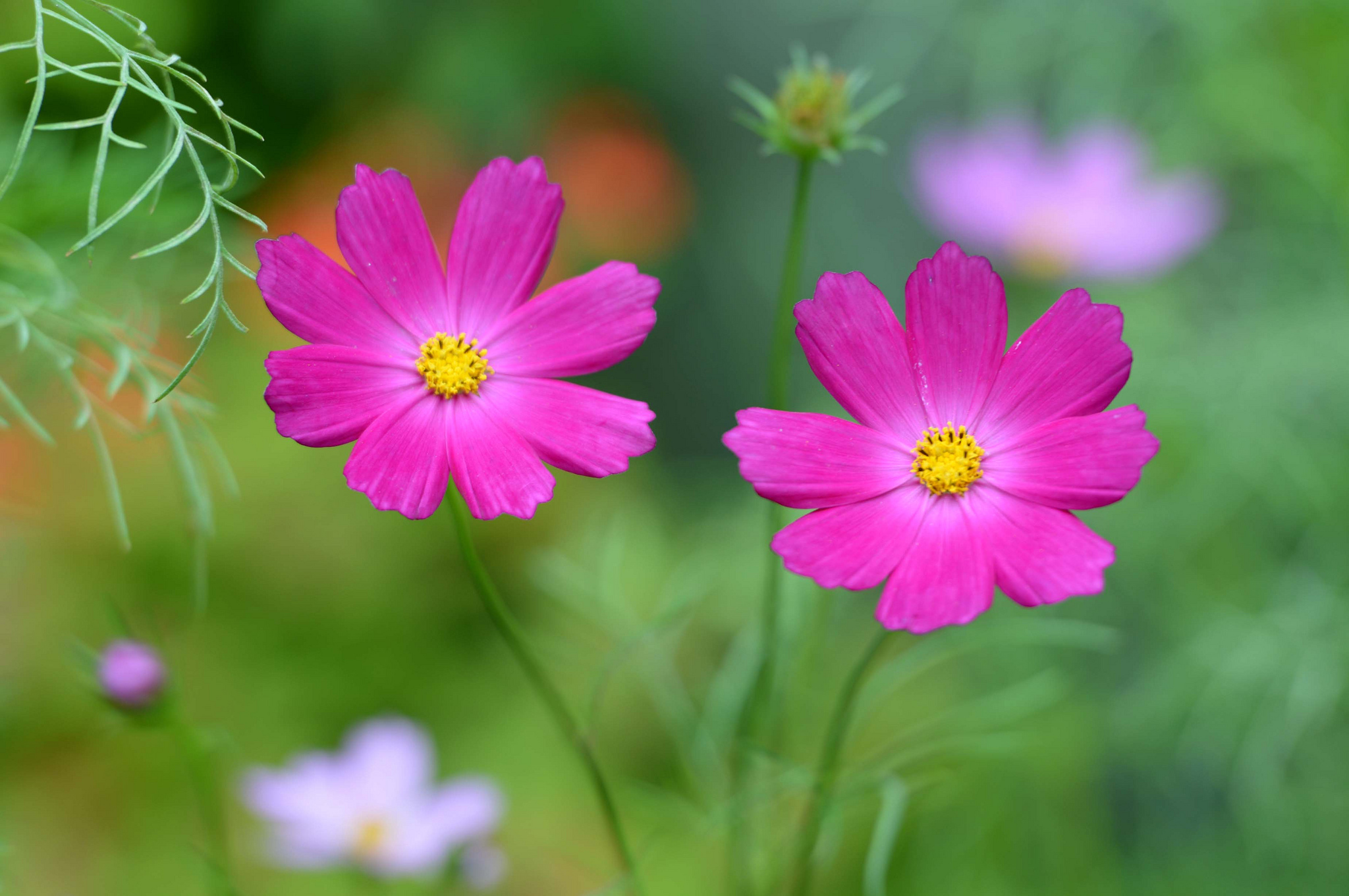Laden Sie das Natur, Blumen, Blume, Nahansicht, Erde/natur, Pinke Blume, Kosmeen-Bild kostenlos auf Ihren PC-Desktop herunter