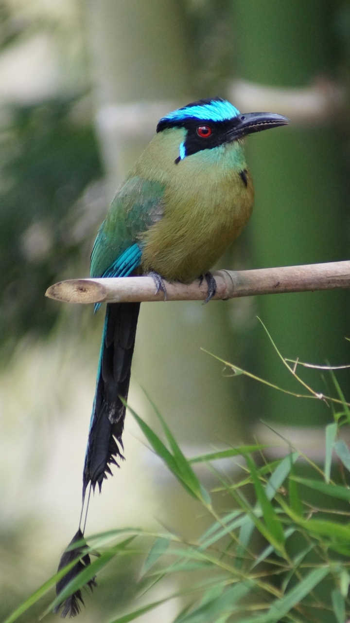 Descarga gratuita de fondo de pantalla para móvil de Animales, Rama, Aves, Ave.