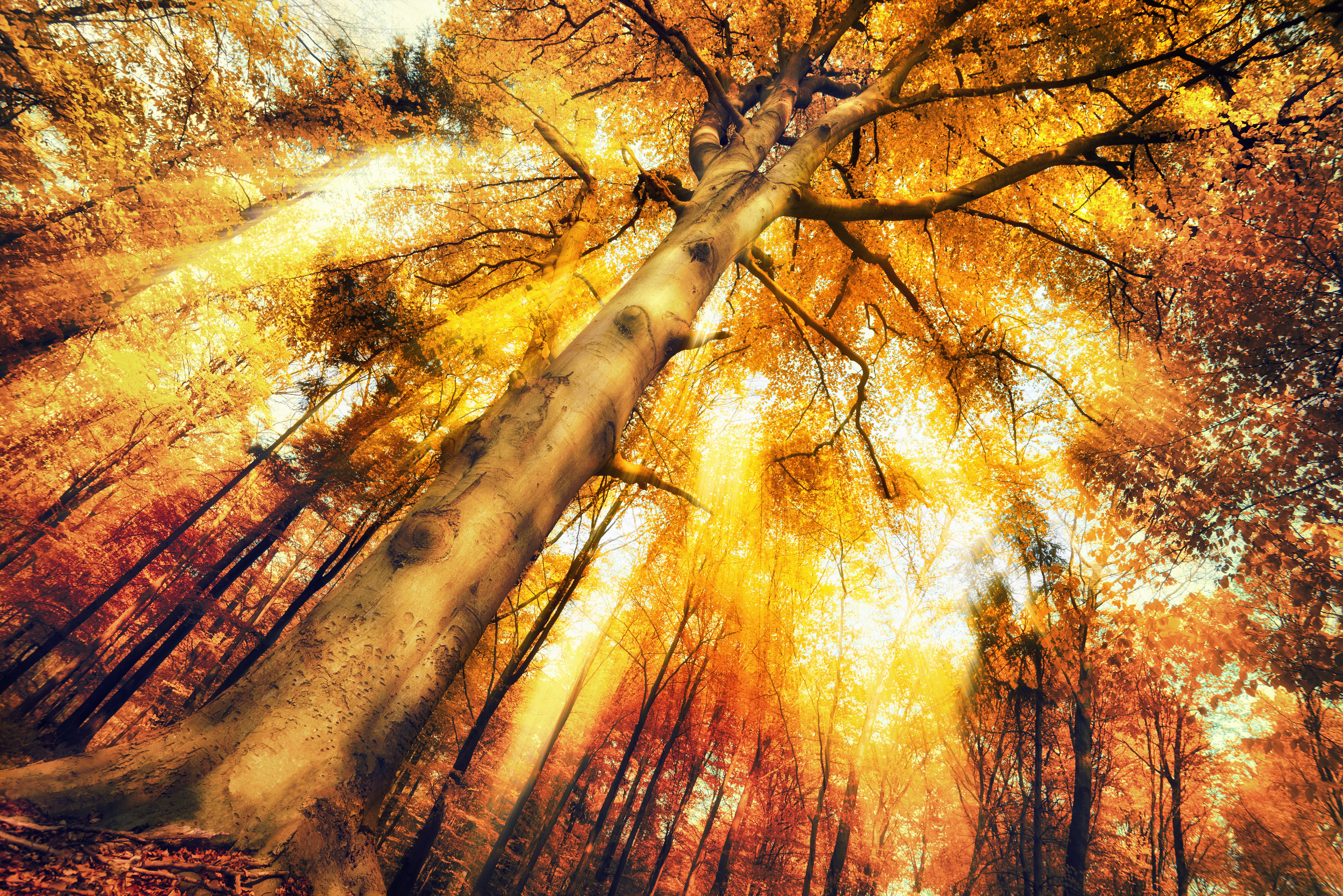 Baixar papel de parede para celular de Outono, Árvore, Terra/natureza gratuito.