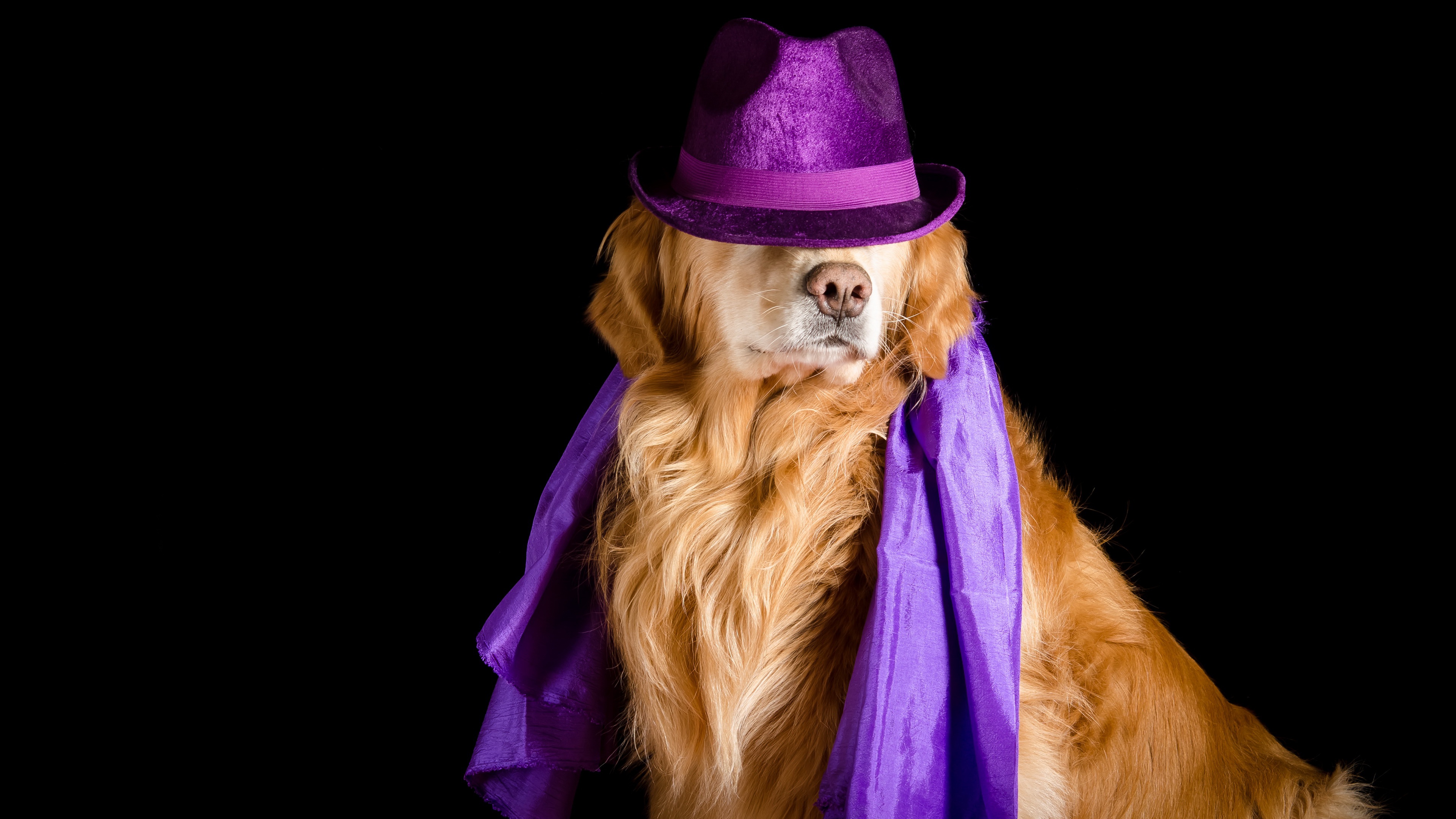PCデスクトップに動物, 犬, 帽子, ゴールデンレトリバー画像を無料でダウンロード
