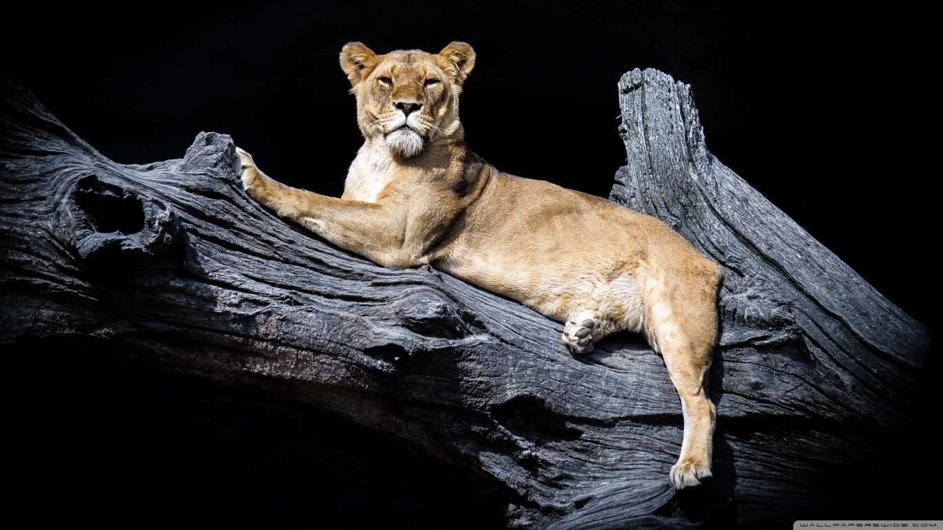 Téléchargez des papiers peints mobile Animaux, Chats, Lion gratuitement.