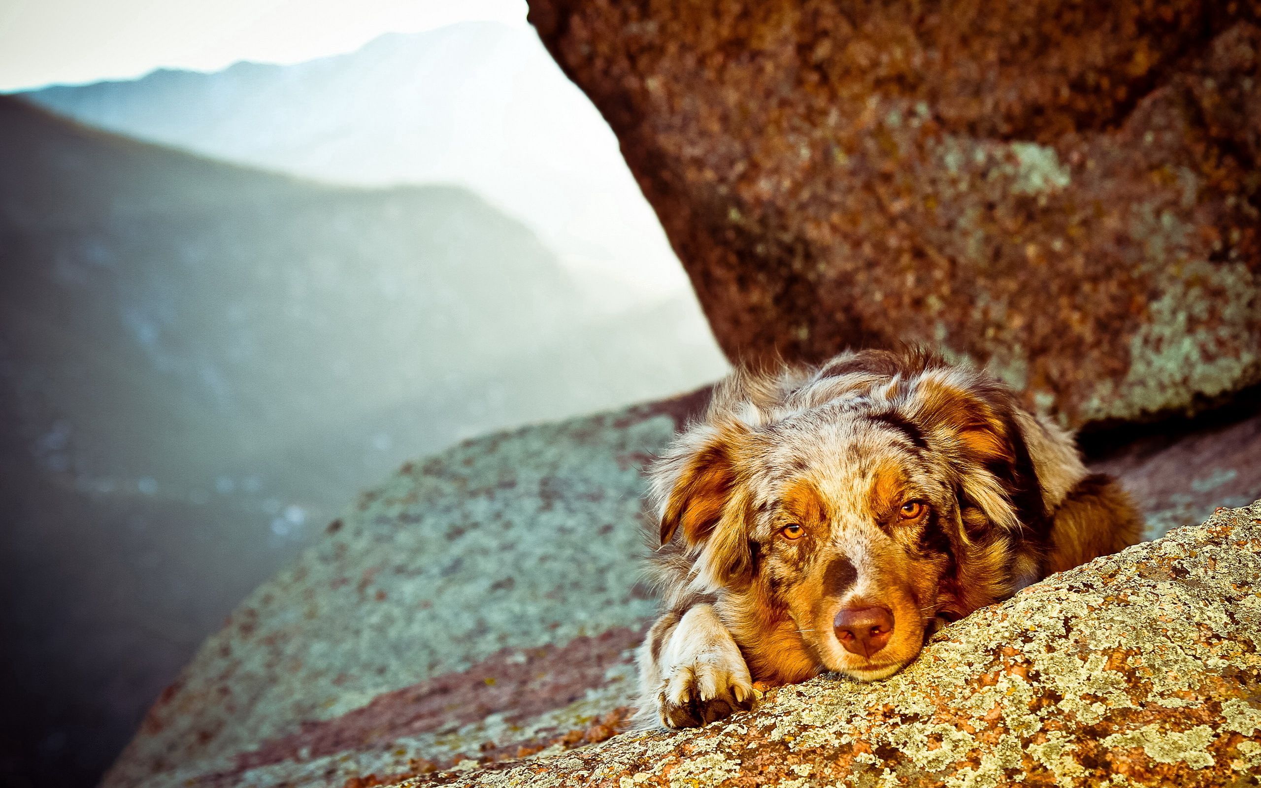 Download mobile wallpaper Spotted, Spotty, Muzzle, Animals, Stones, Dog for free.