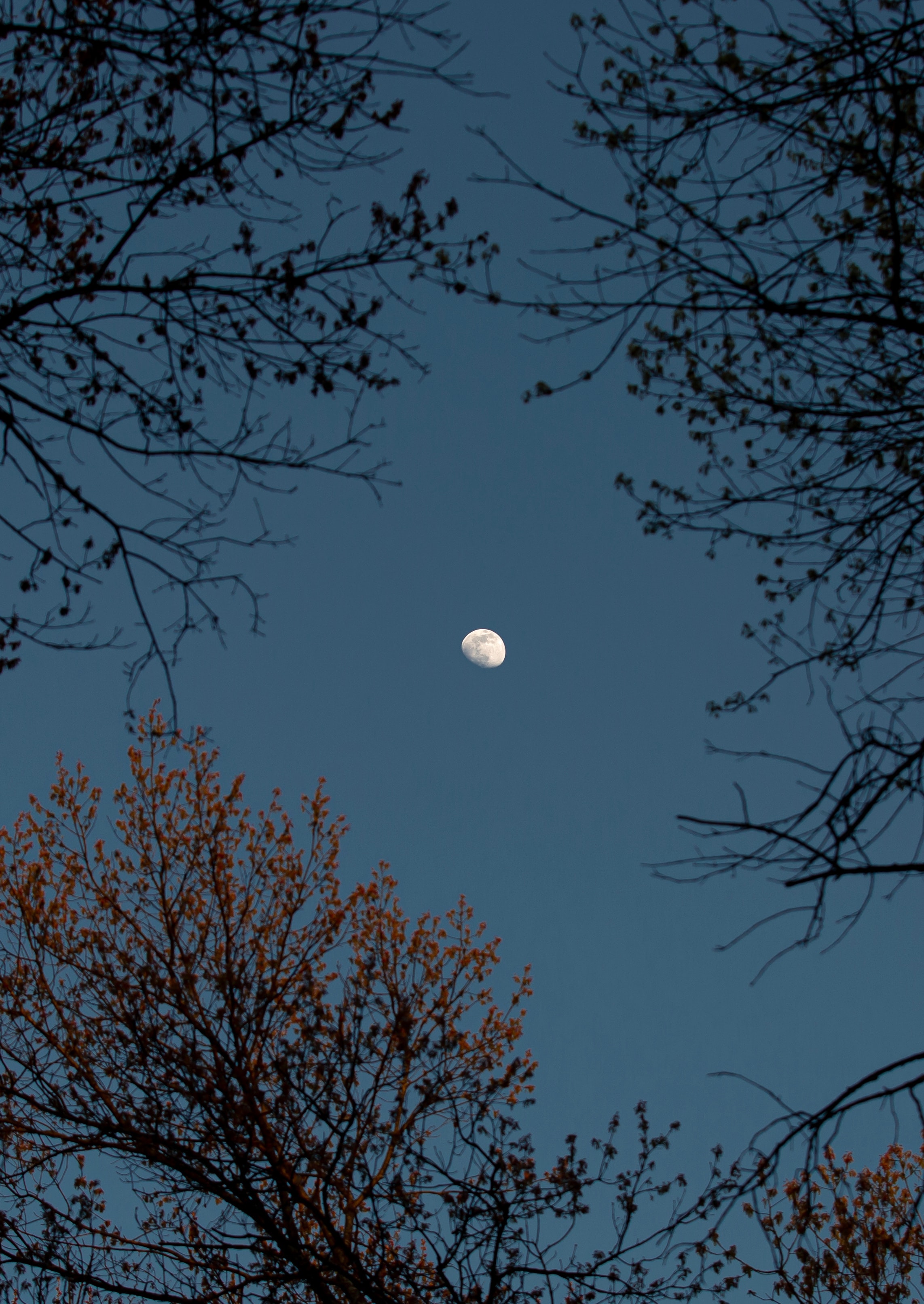 moon, branches, nature, trees, sky