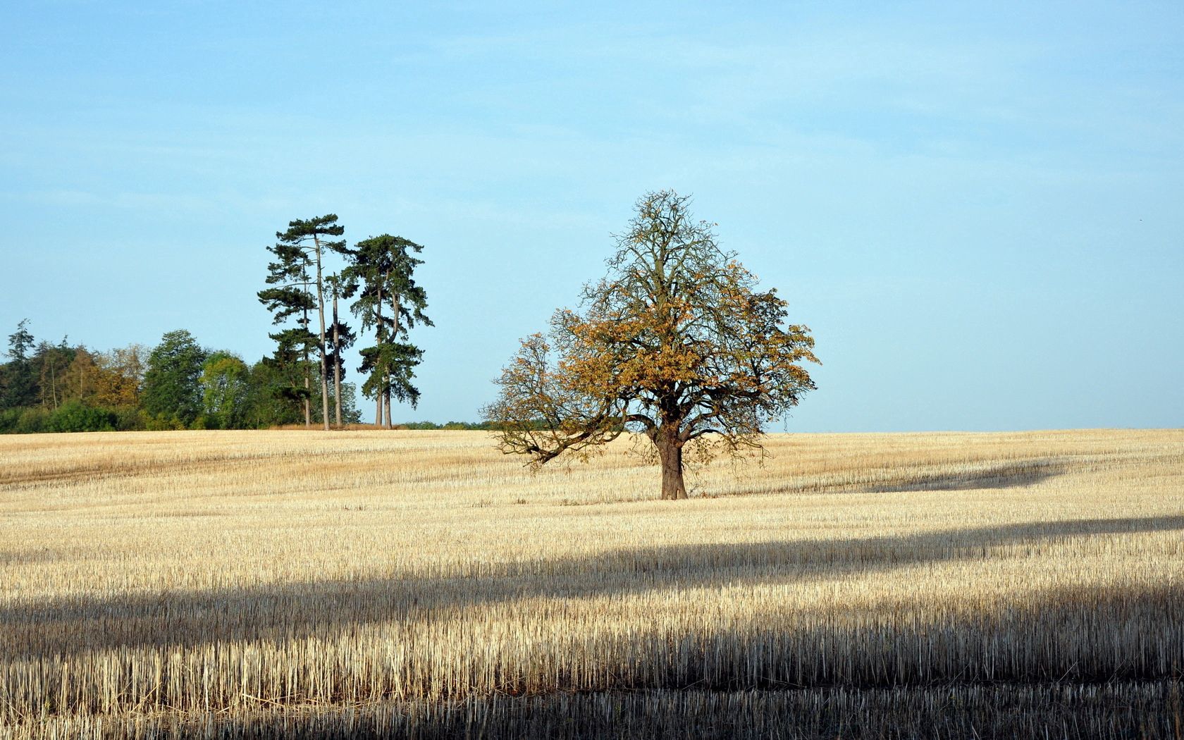 114604 скачать картинку природа, осень, дерево, поле, тени, одинокое - обои и заставки бесплатно