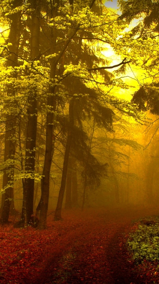 Download mobile wallpaper Forest, Fog, Fall, Earth, Path for free.