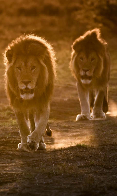 Téléchargez des papiers peints mobile Lion, Chats, Animaux gratuitement.