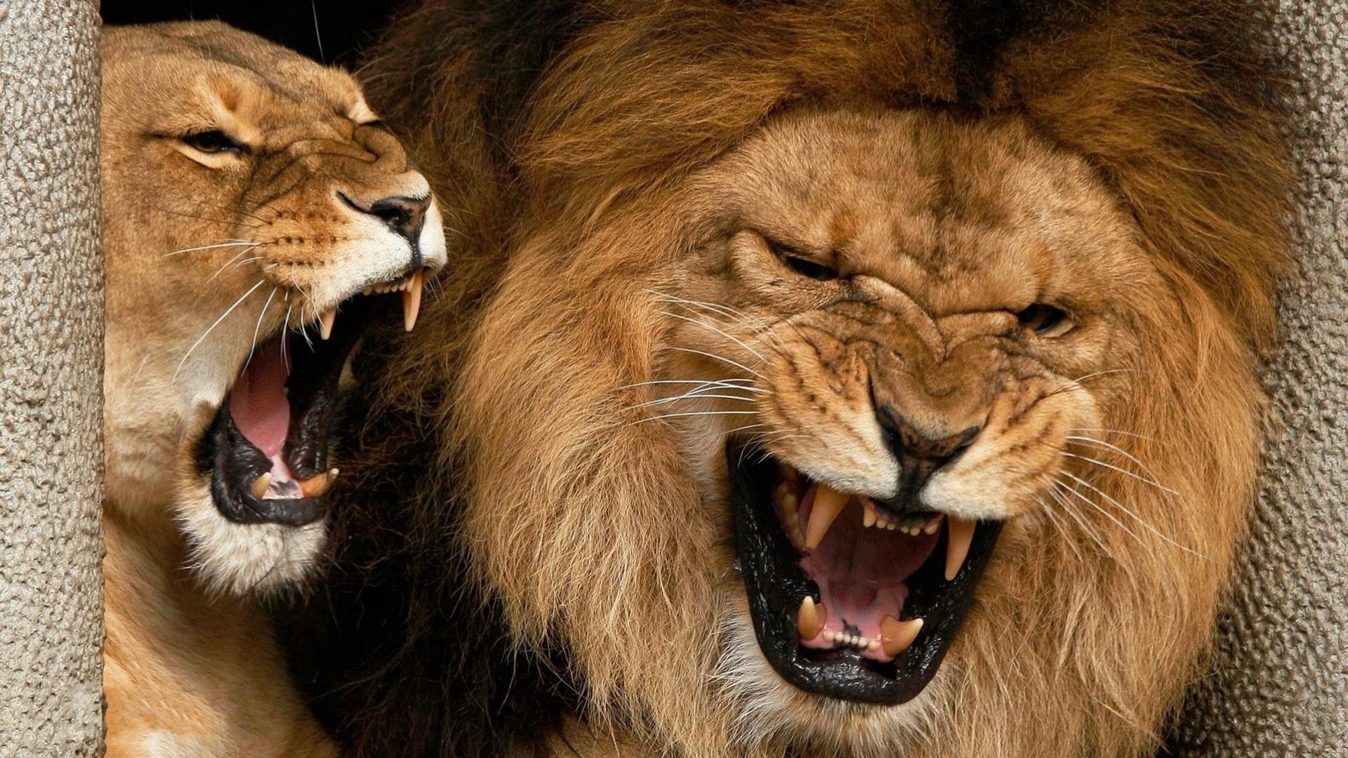 lioness, animals, aggression, grin, couple, pair, lion Aesthetic wallpaper