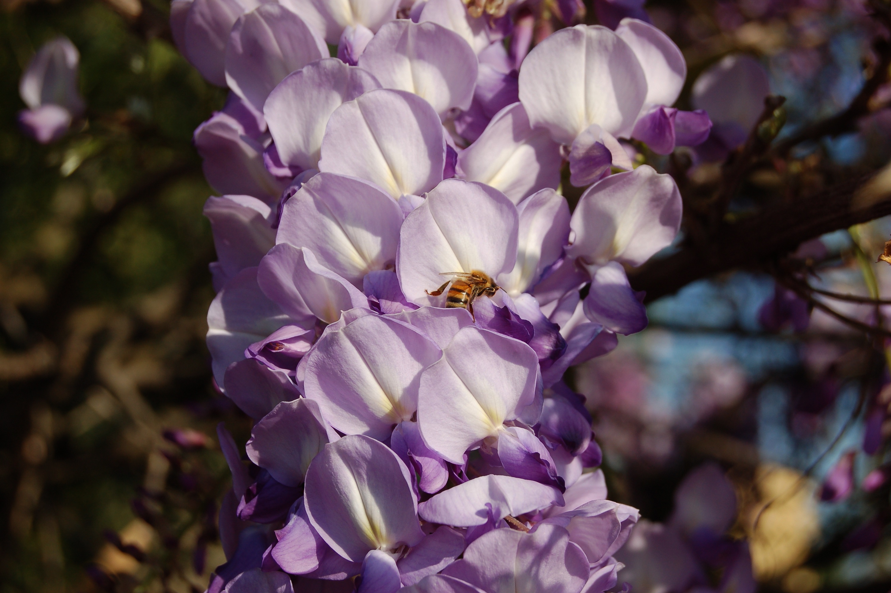 Download mobile wallpaper Flower, Insect, Bee, Animal, Wisteria for free.