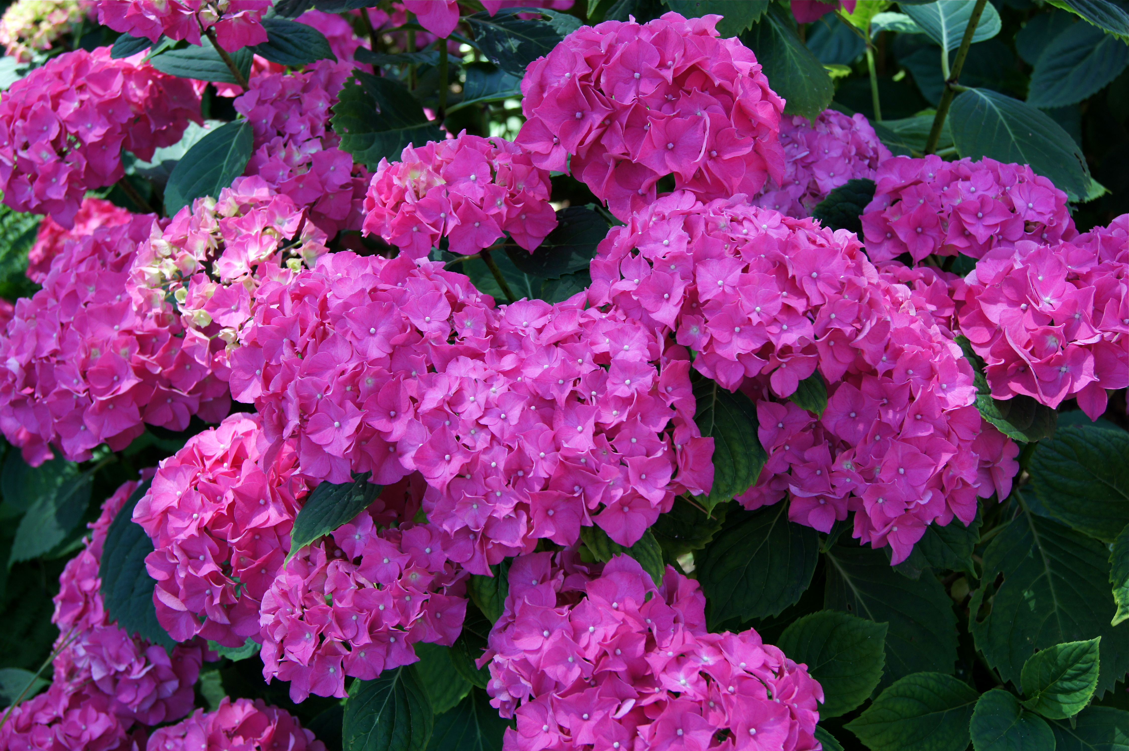 Download mobile wallpaper Flowers, Flower, Close Up, Earth, Hydrangea, Pink Flower for free.